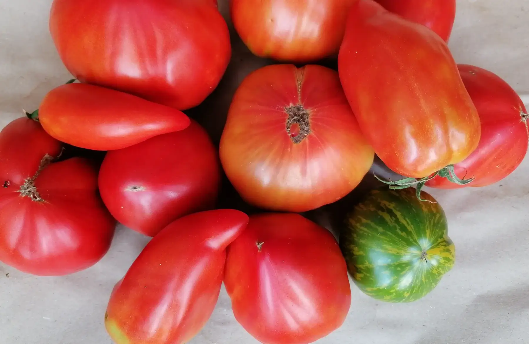 Mélange de Tomates anciennes