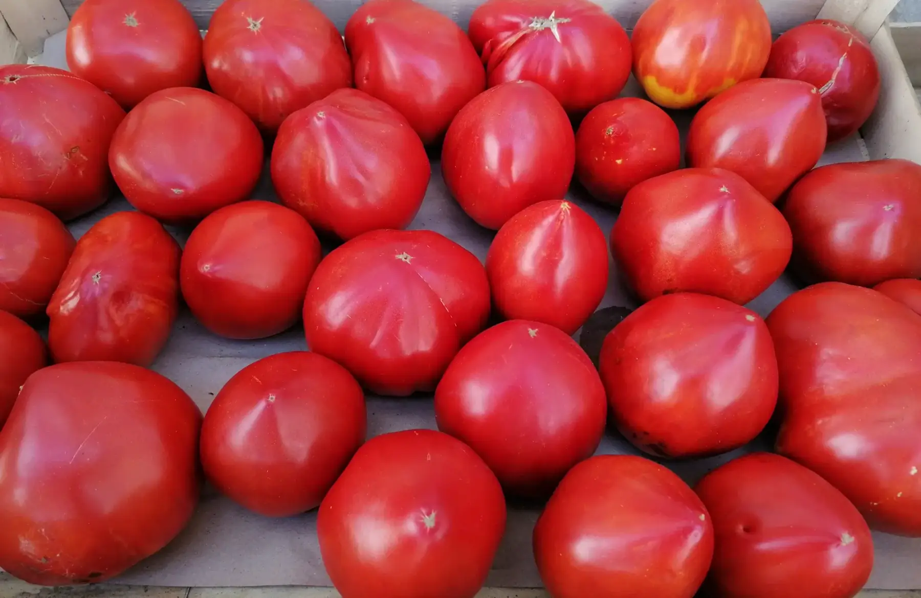 tomates cœur de bœuf