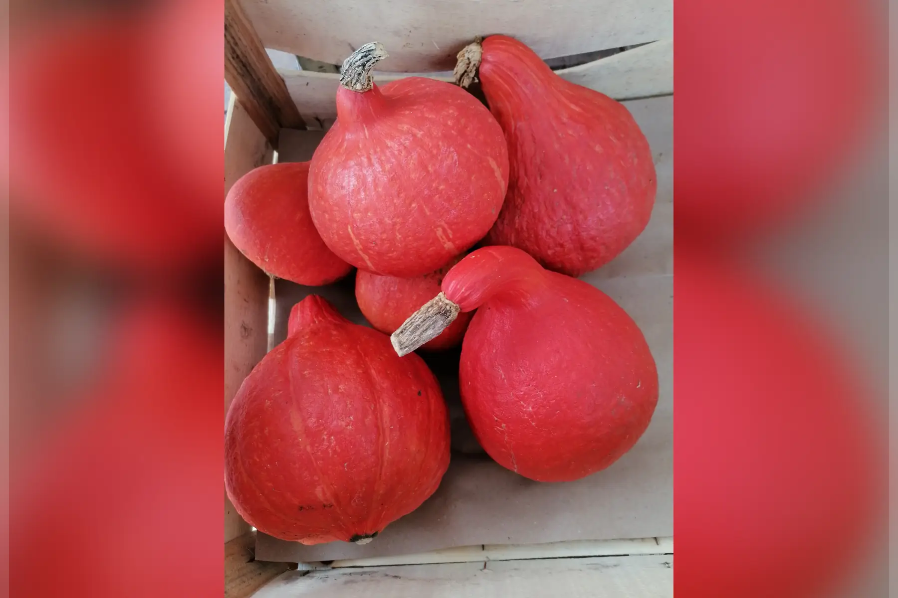 Potimarron