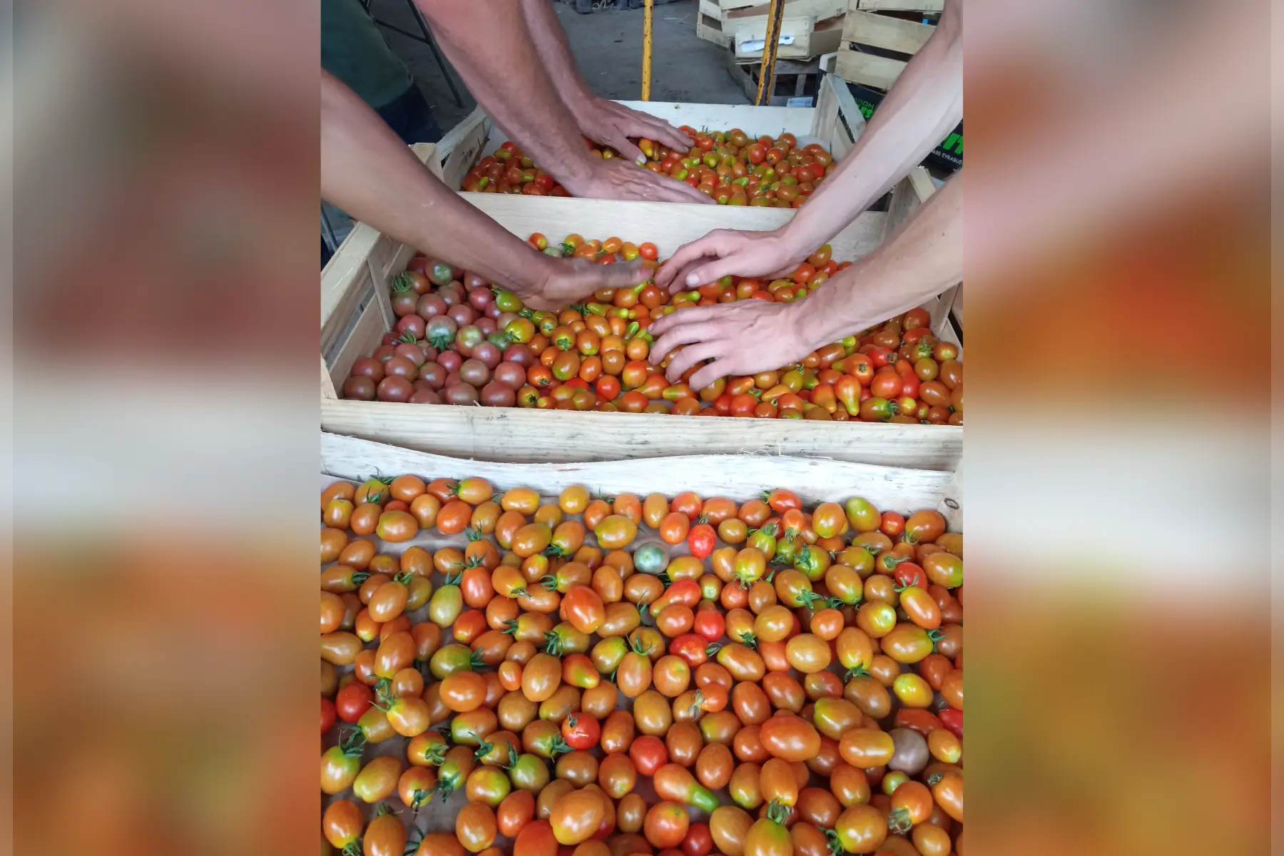 Barquette 500g de tomates cerises variées