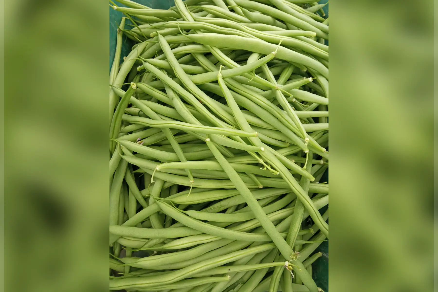 haricots verts 500g