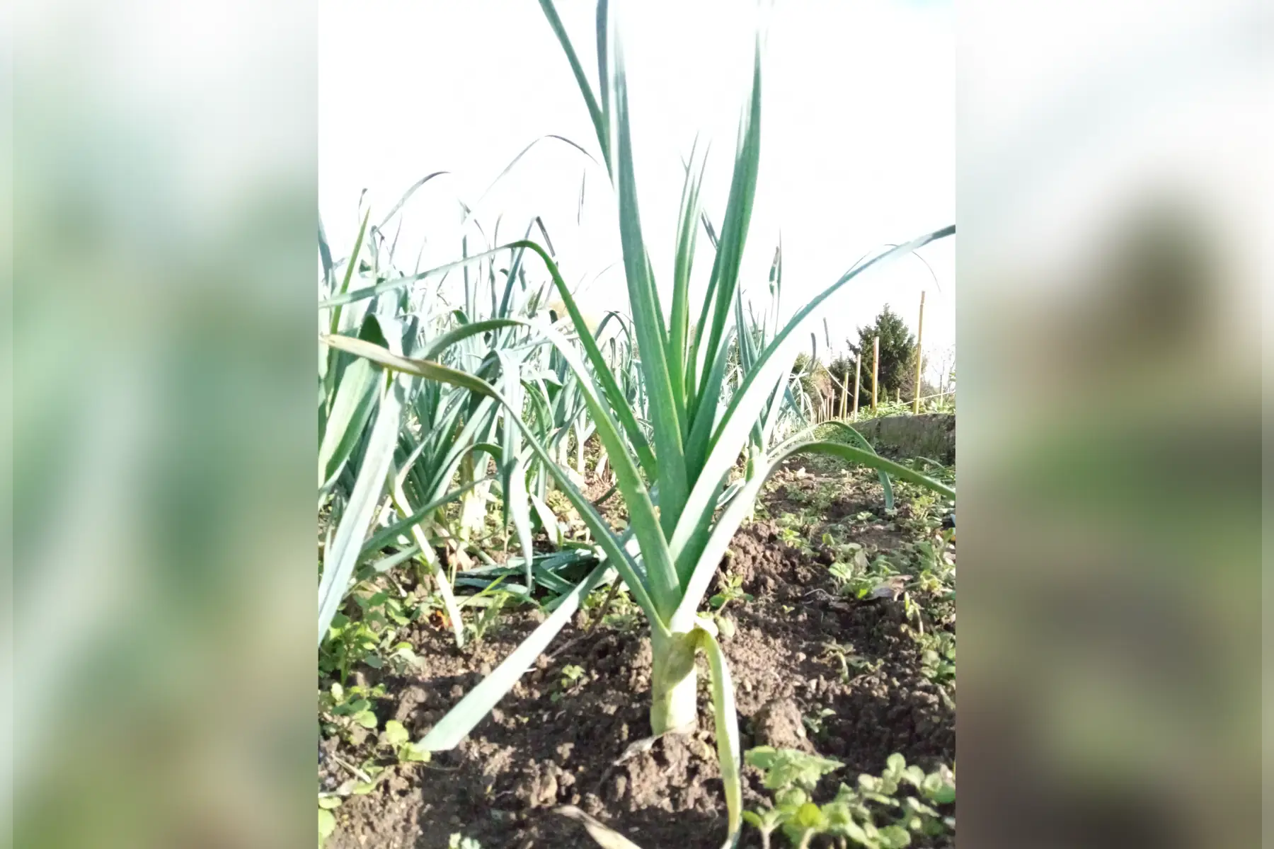 Poireau d'été 500g