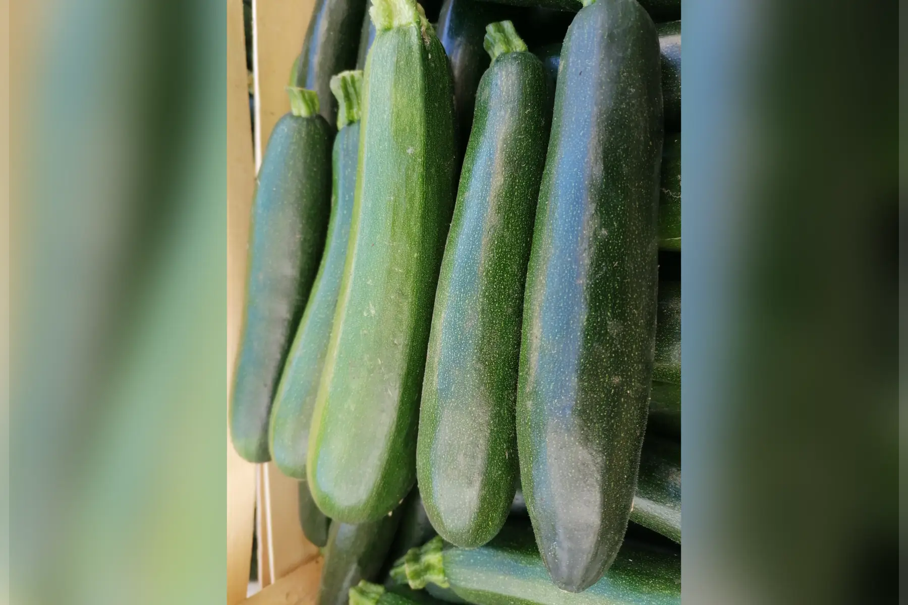 courgette