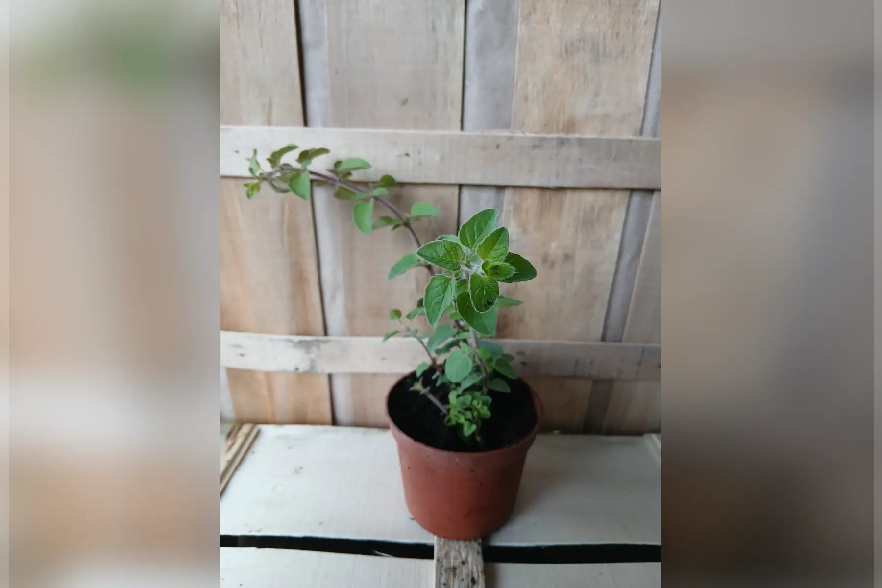 Plant d'origan