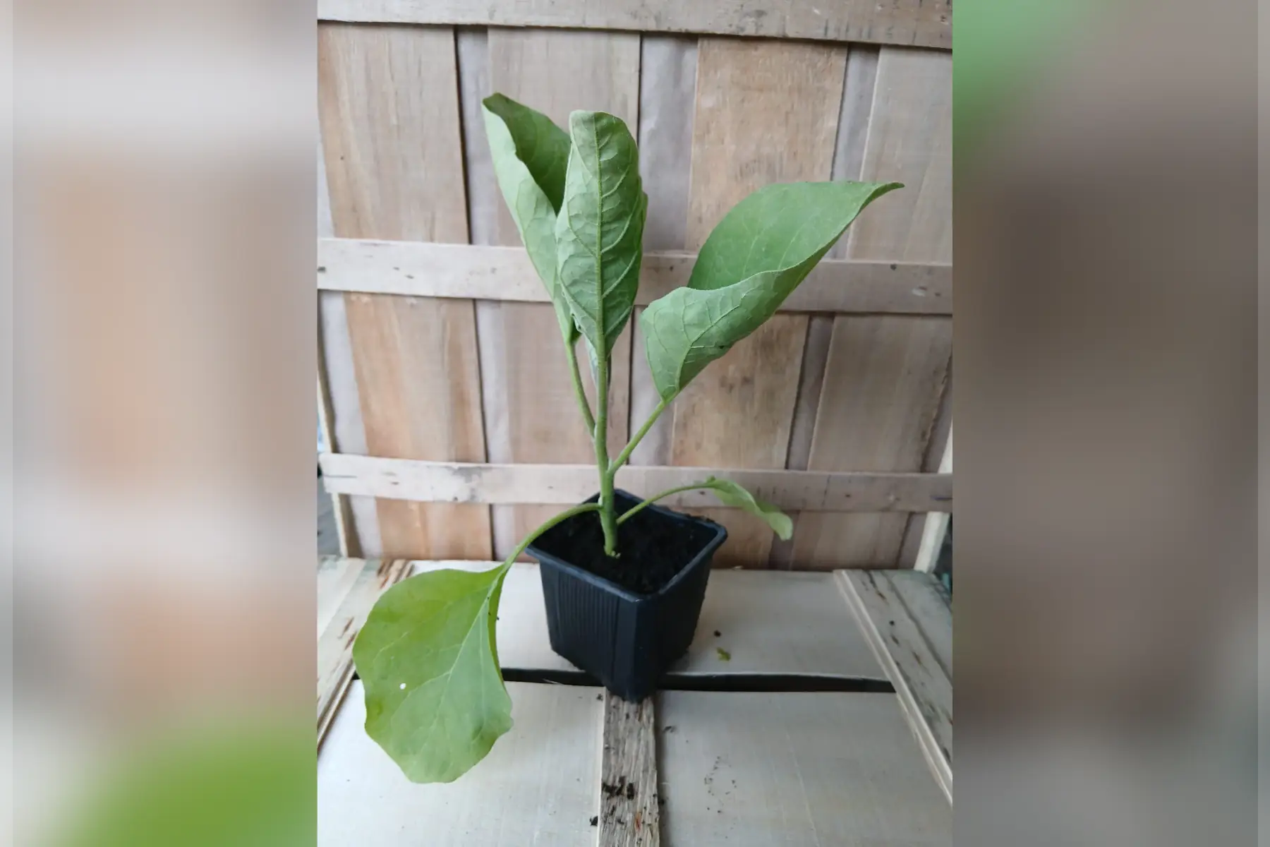 Plants d'aubergine