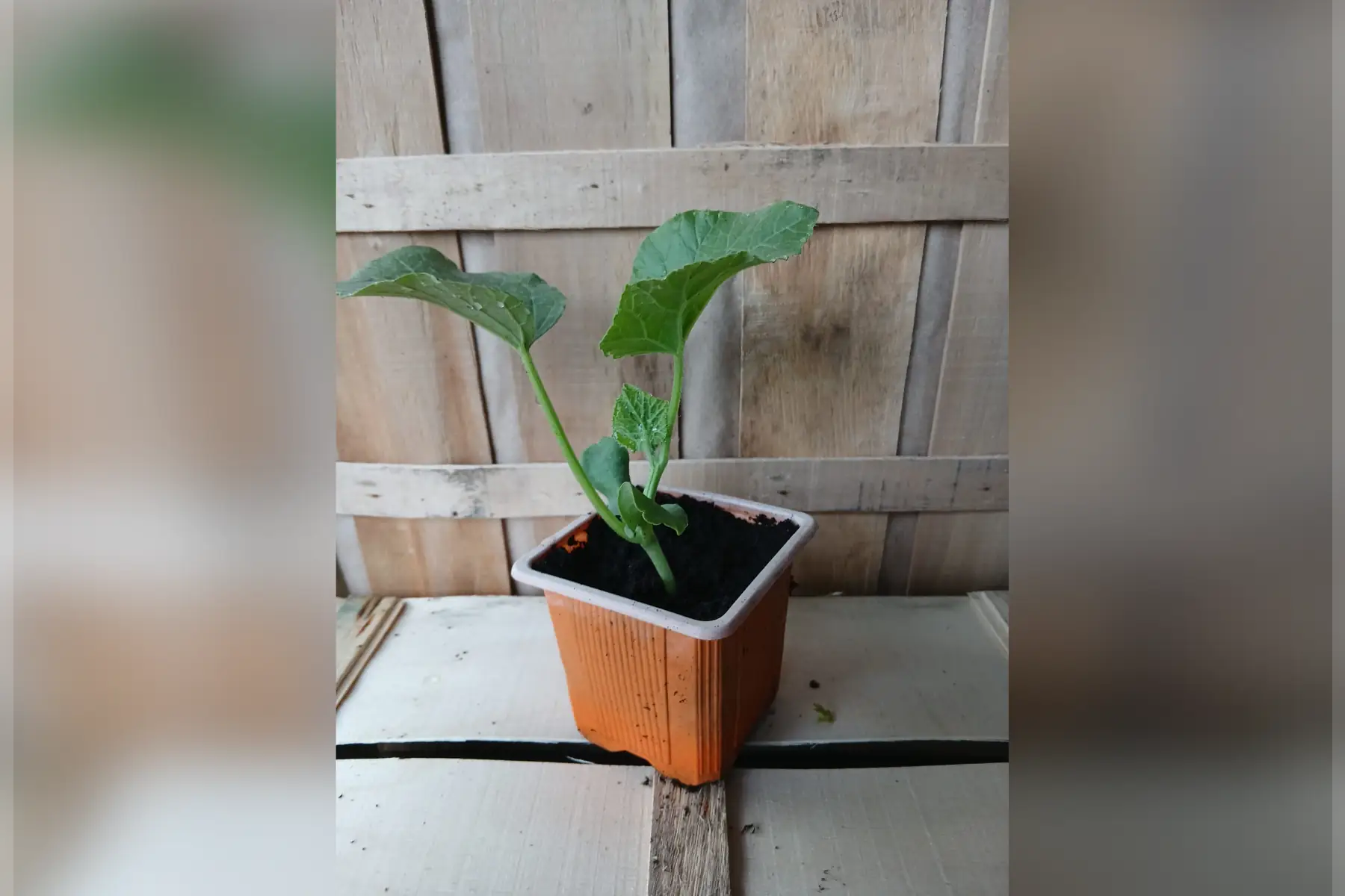 Plant de courgette