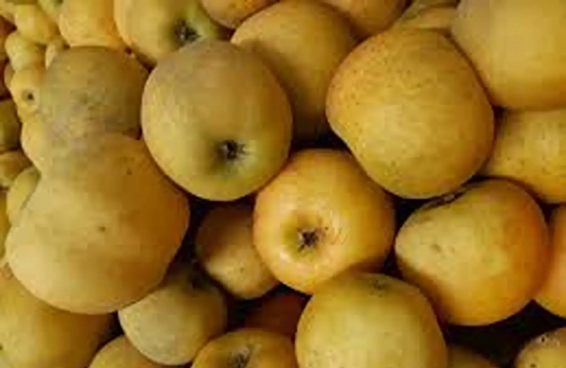 Pomme Goldrush