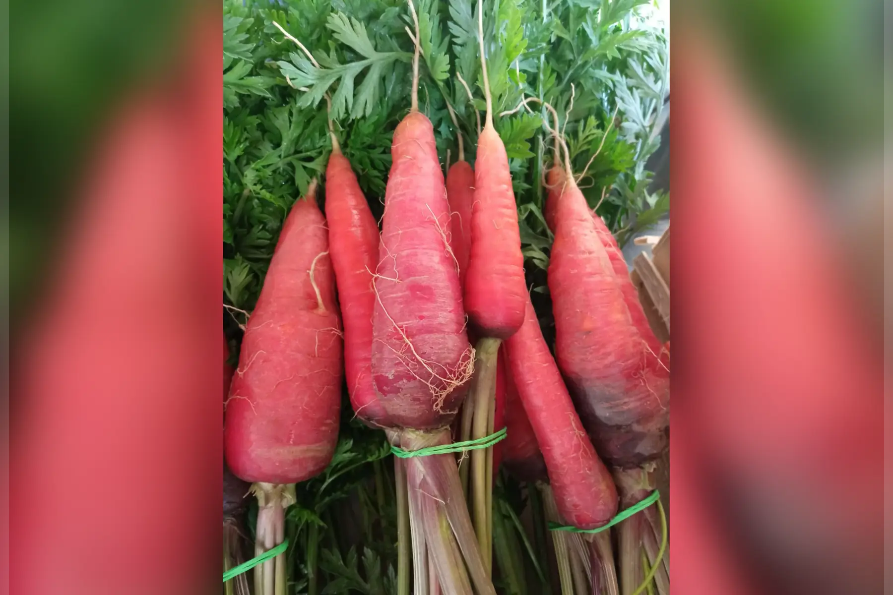 carottes rouges