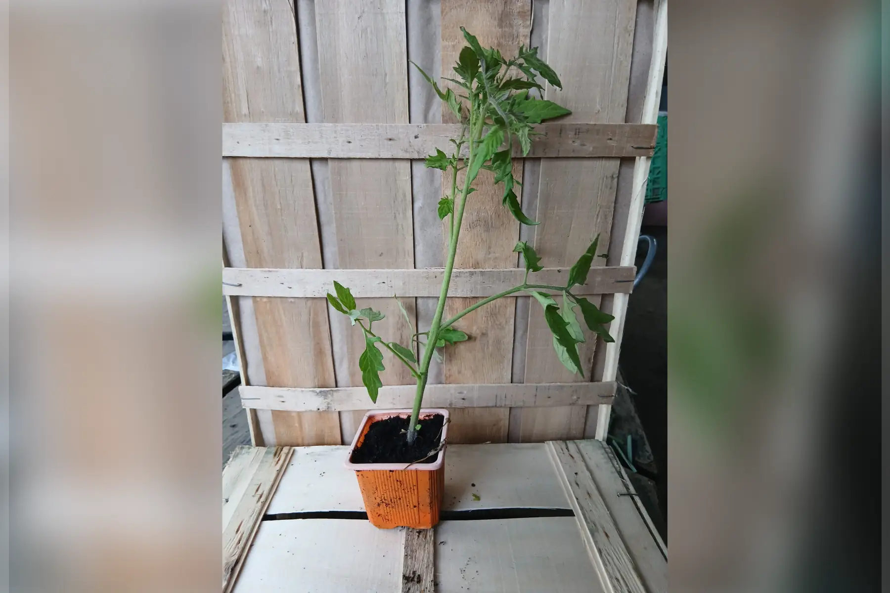 Plant de tomate
