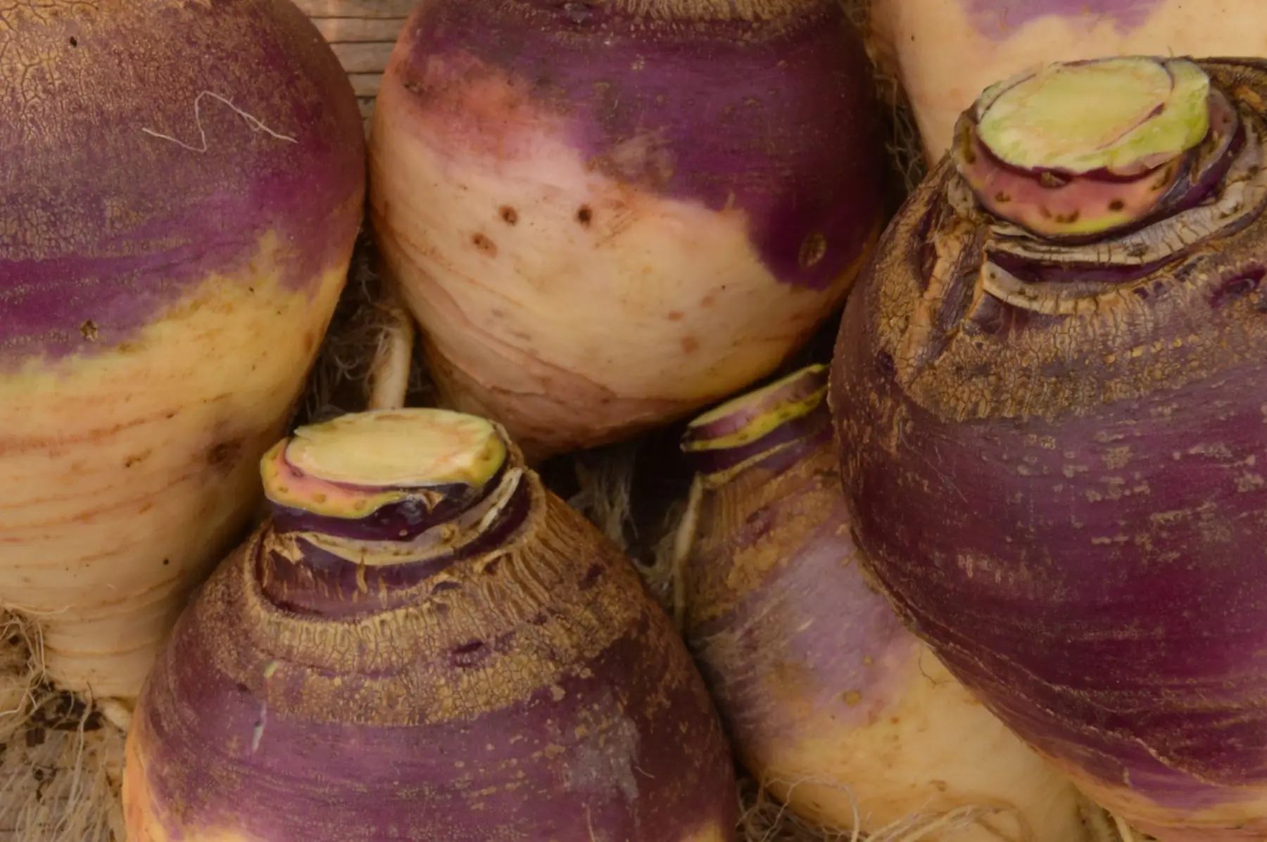 Rutabaga
