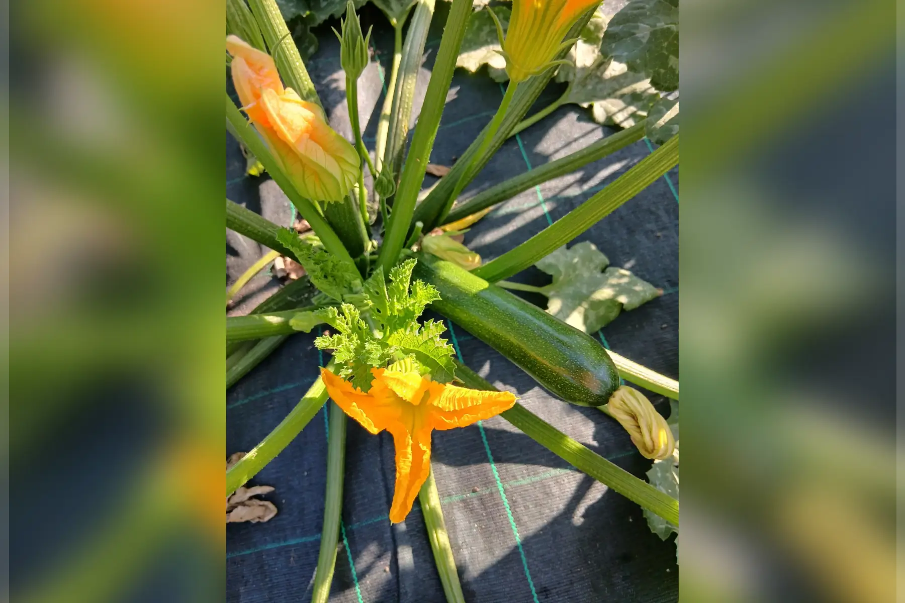 Plateau courgettes - 5kg