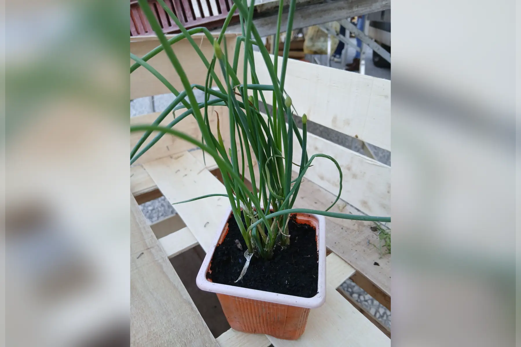 Plant de ciboulette