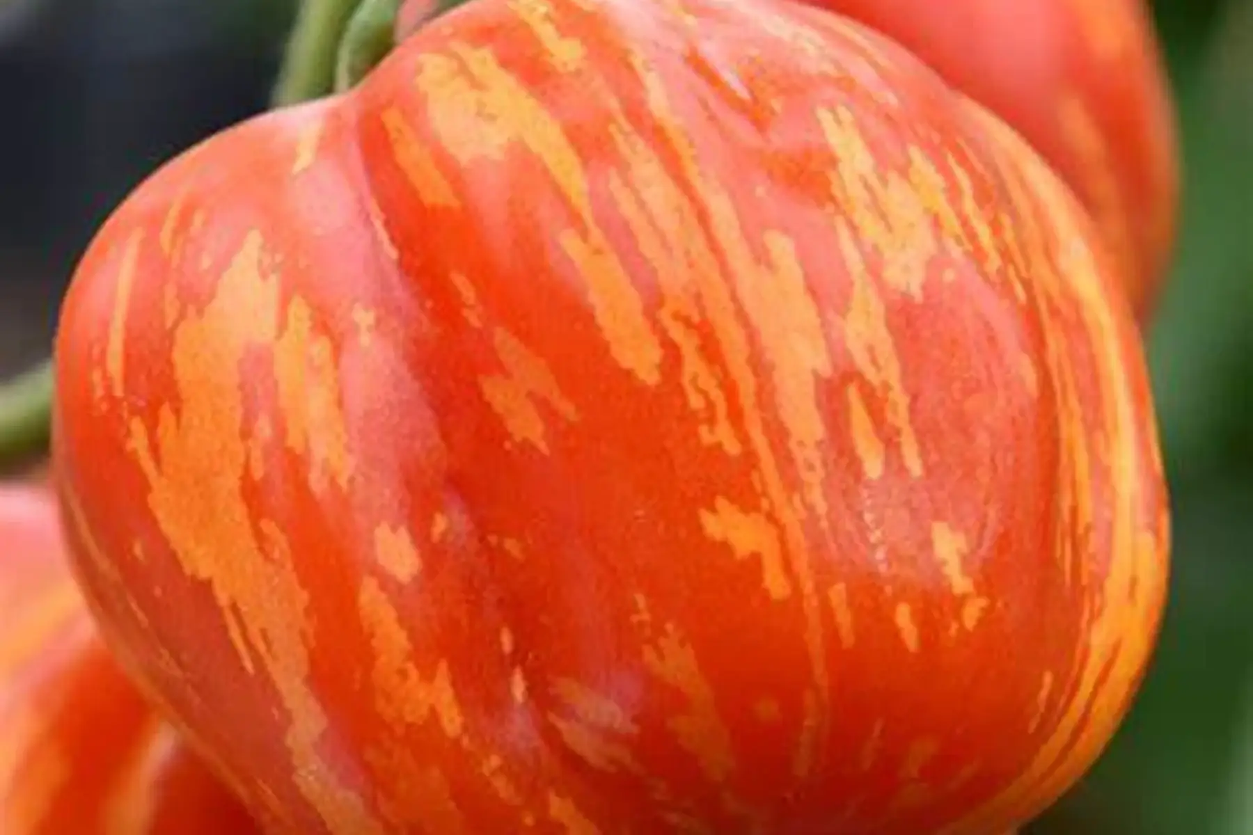 tomate striped cavern