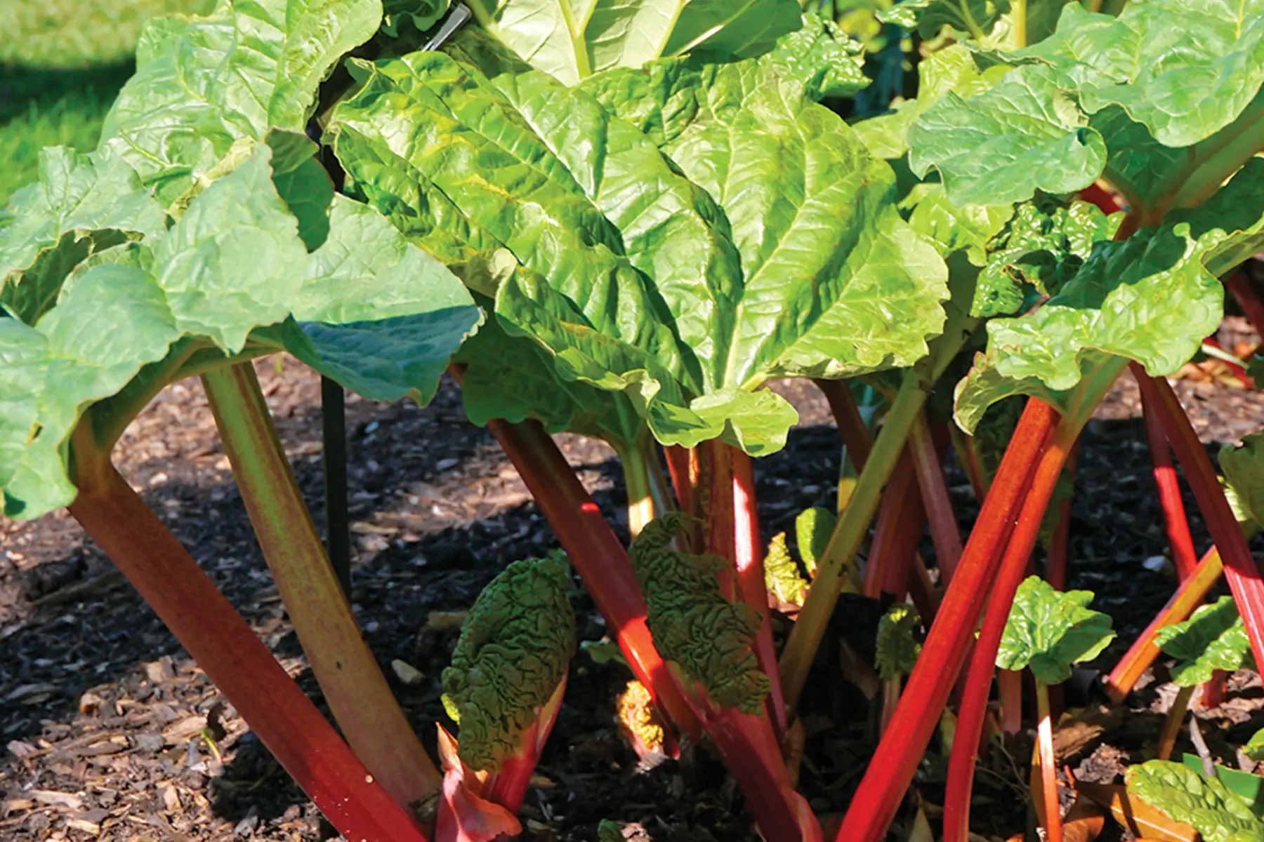 Rhubarbe 250g