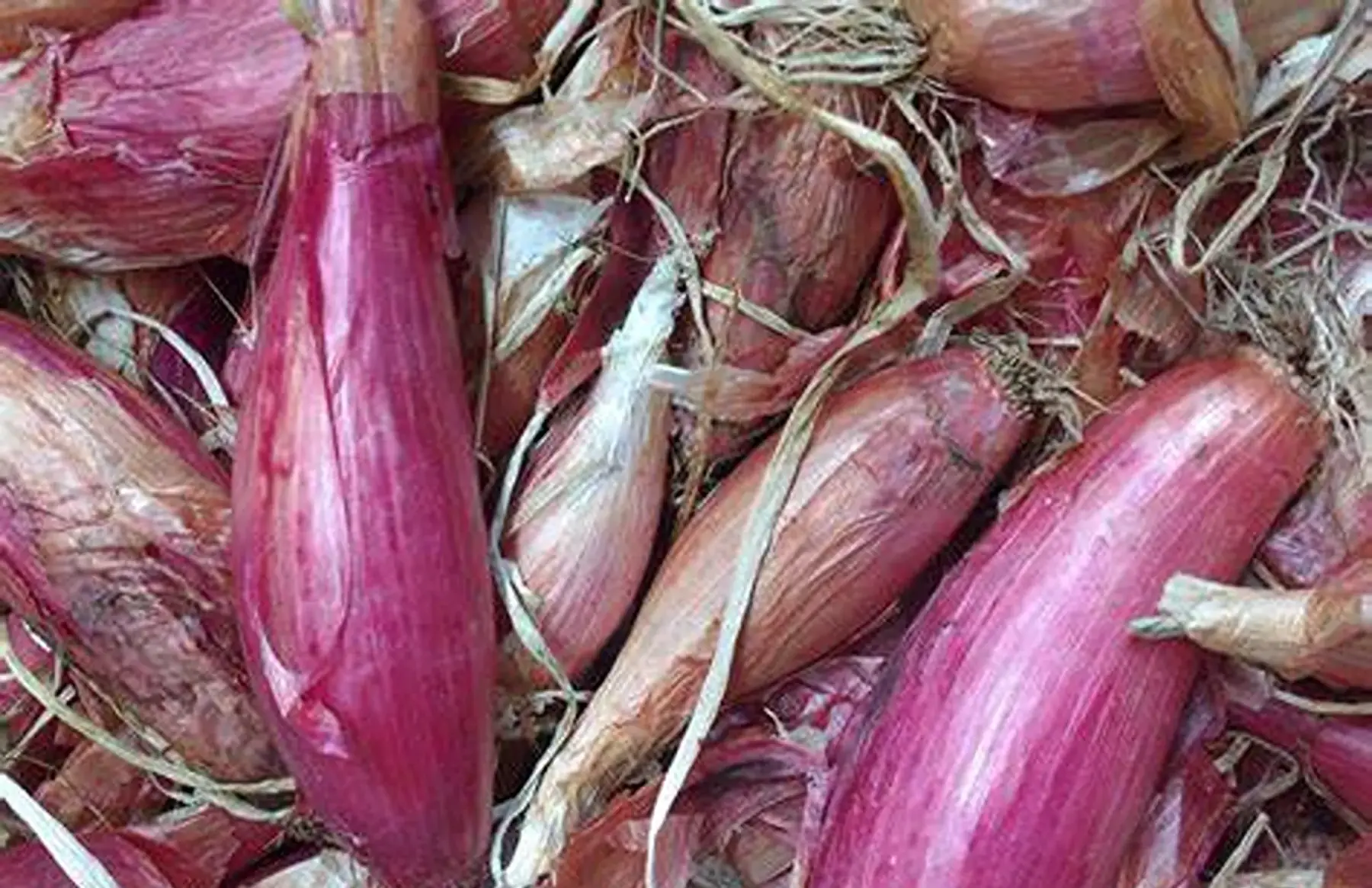 oignon rossa 250g