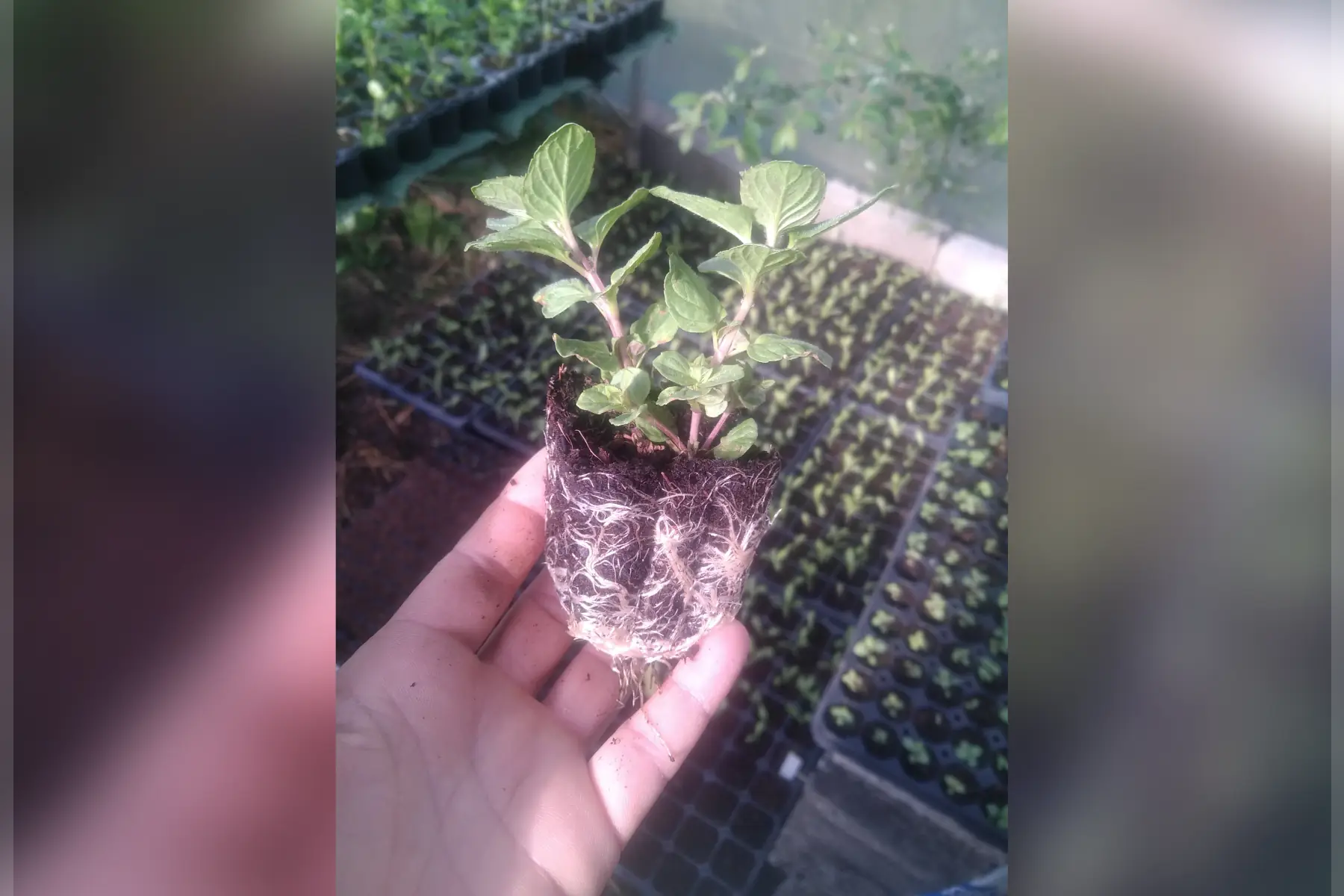 plants d'aromatiques et medicinales