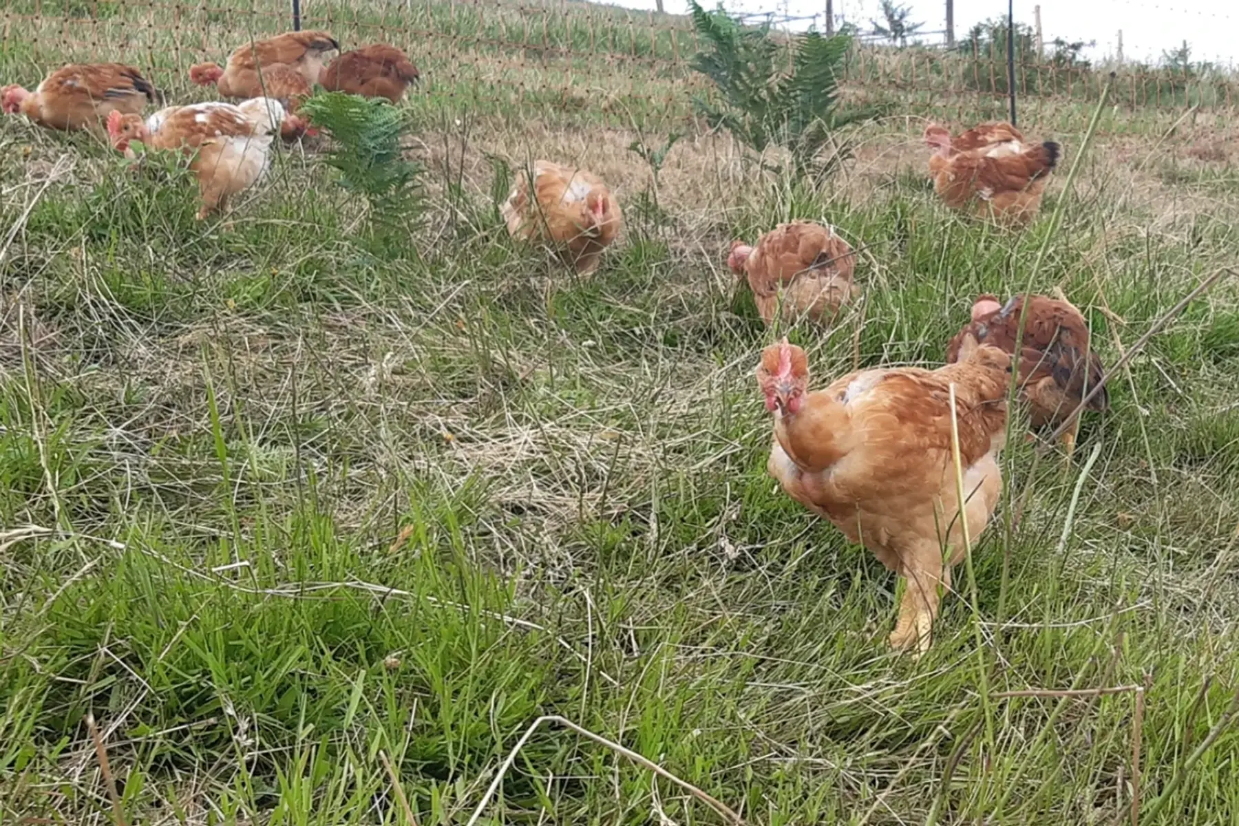 La ferme d'Ansobieta
