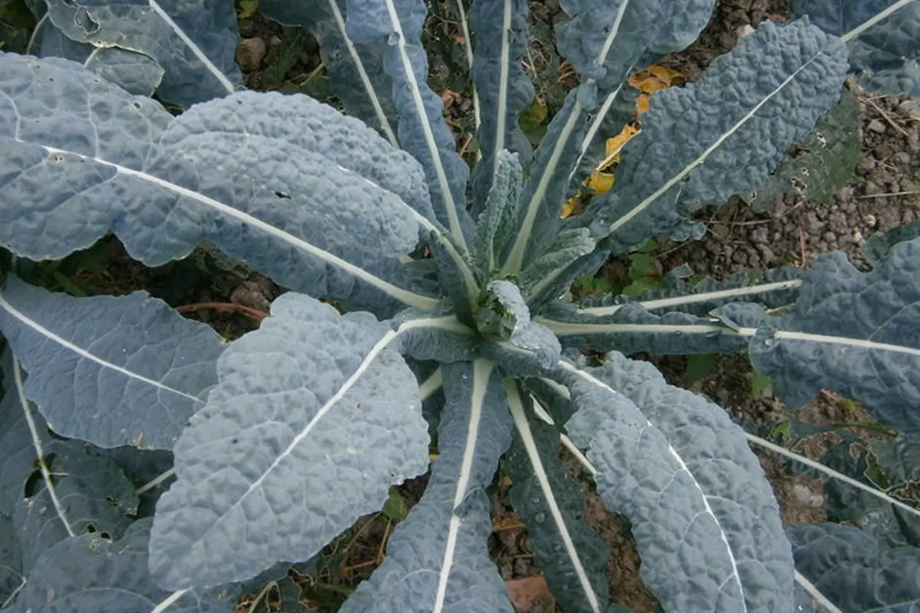 Chou Plume noir de Toscane
