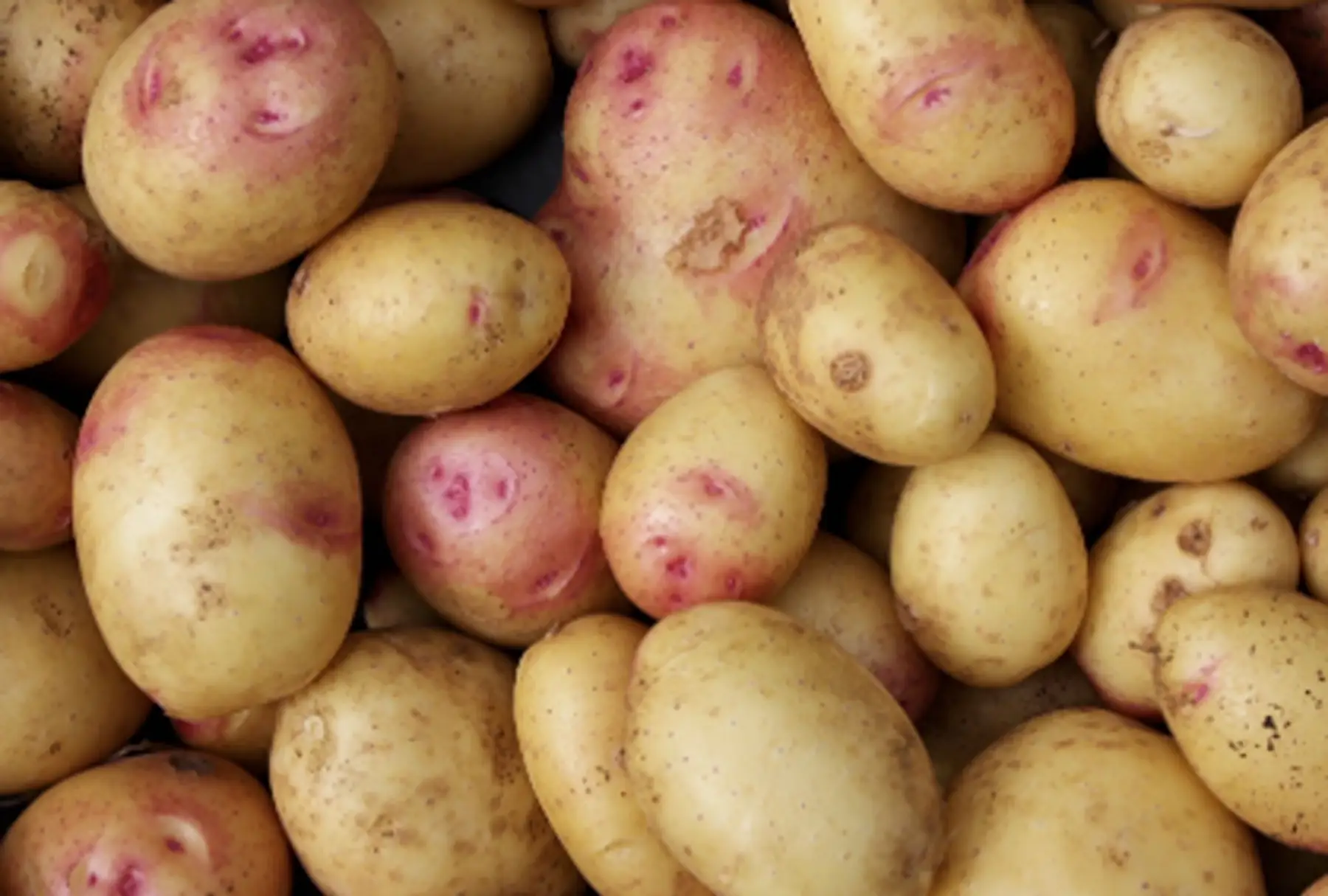 pomme de terre carolus