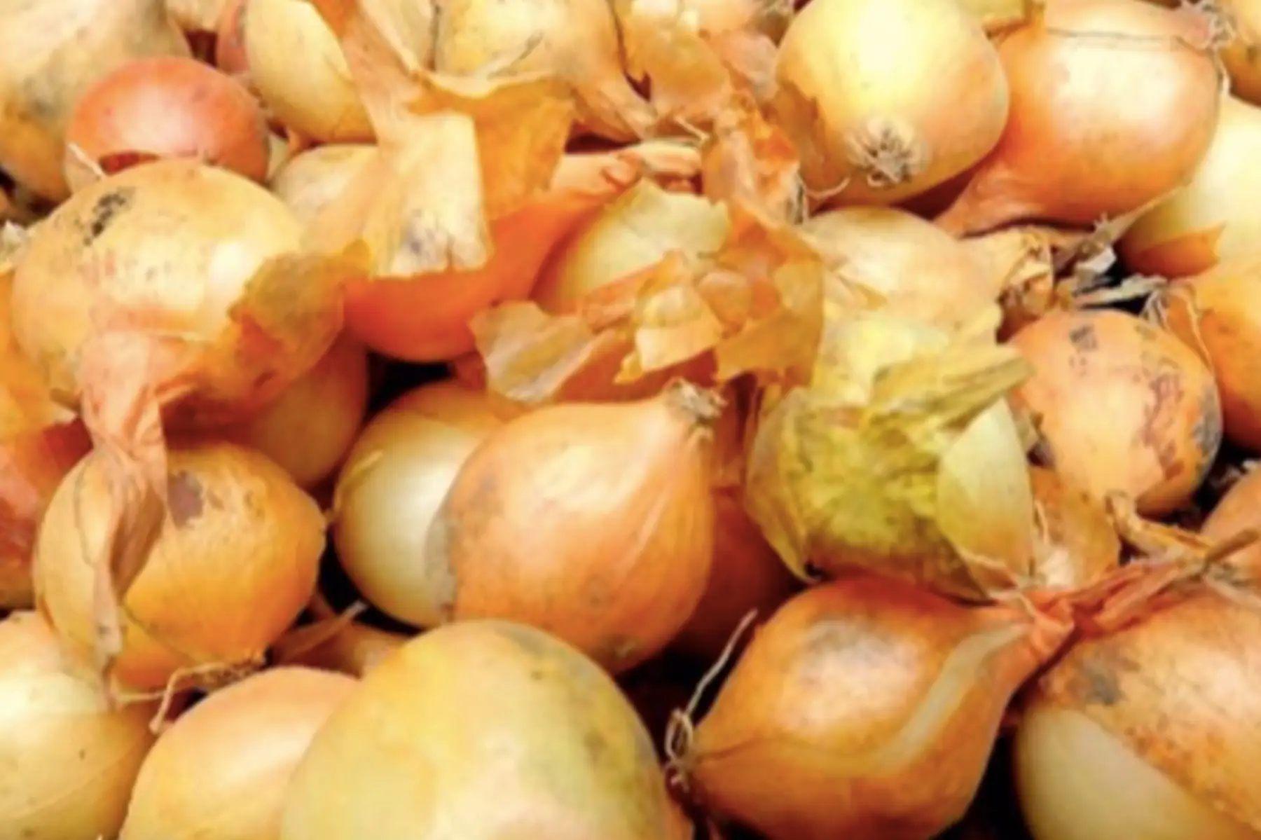 Oignon jaune