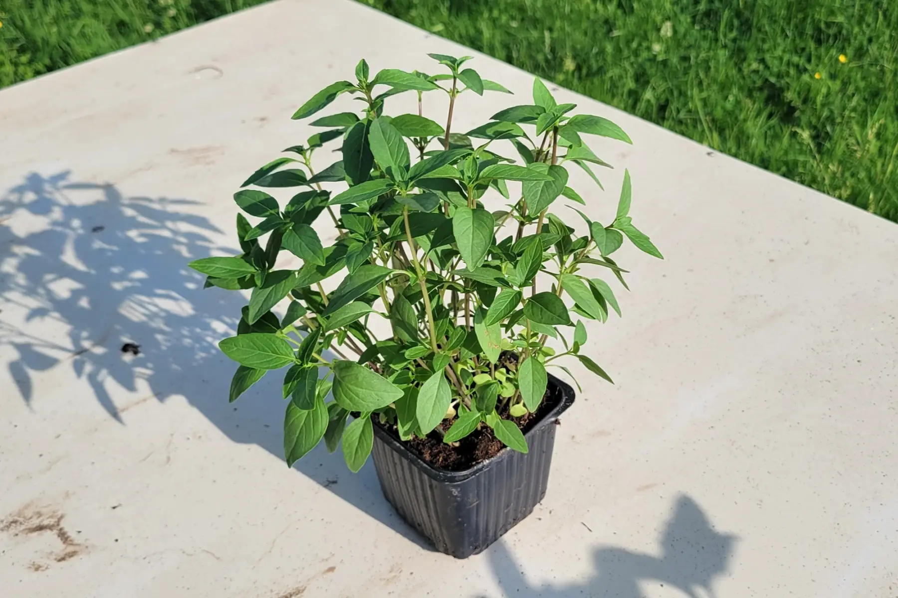 basilic thaï en pot