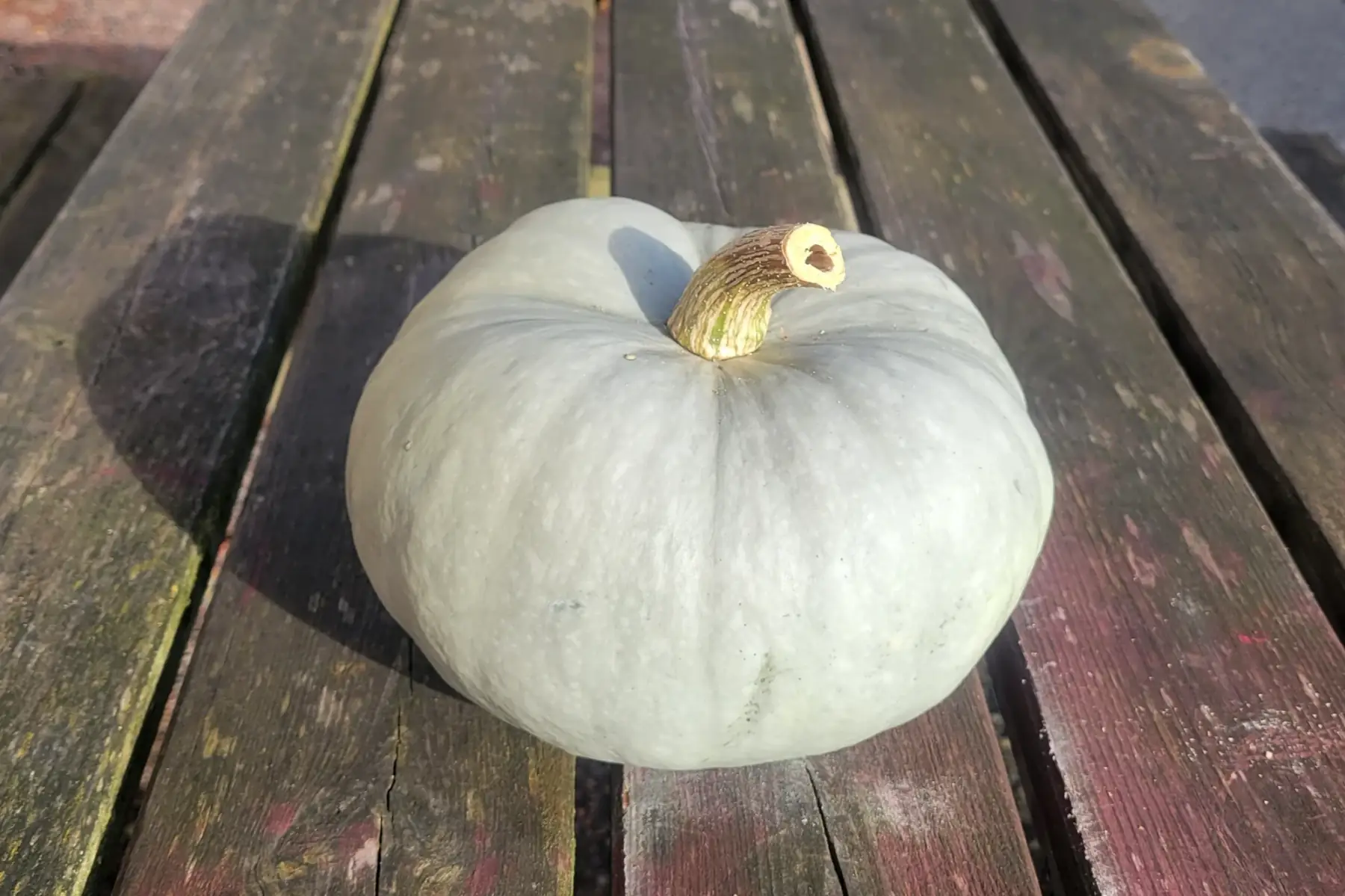 potiron bleu de hongrie entier