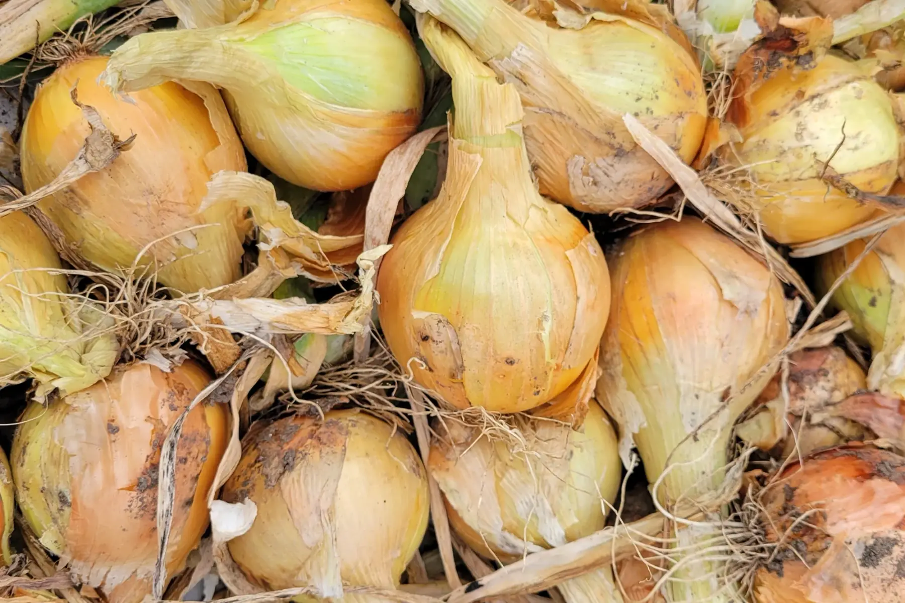 oignons jaunes bio