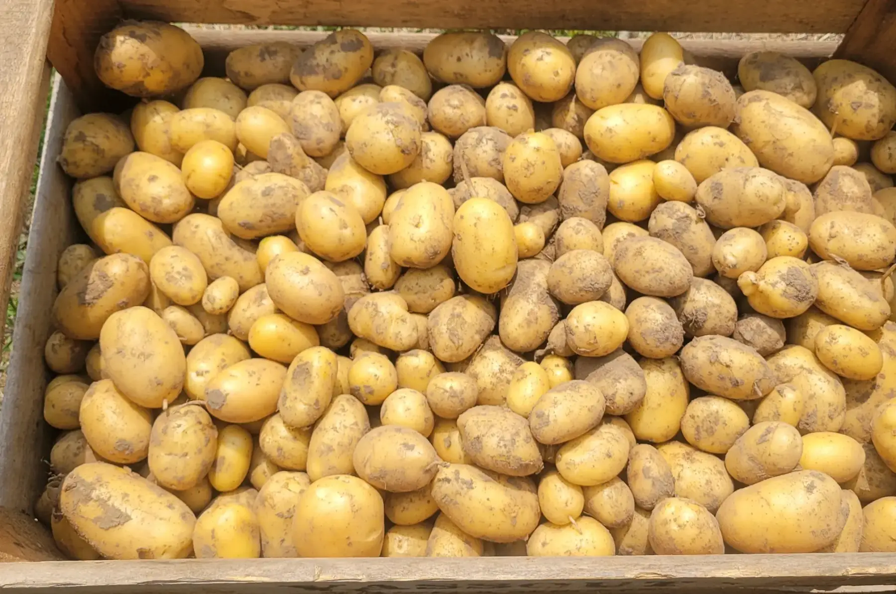 pommes de terre nouvelles bio - variété margod