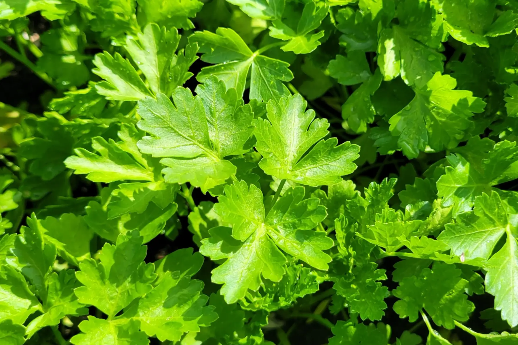 bouquet de persil plat