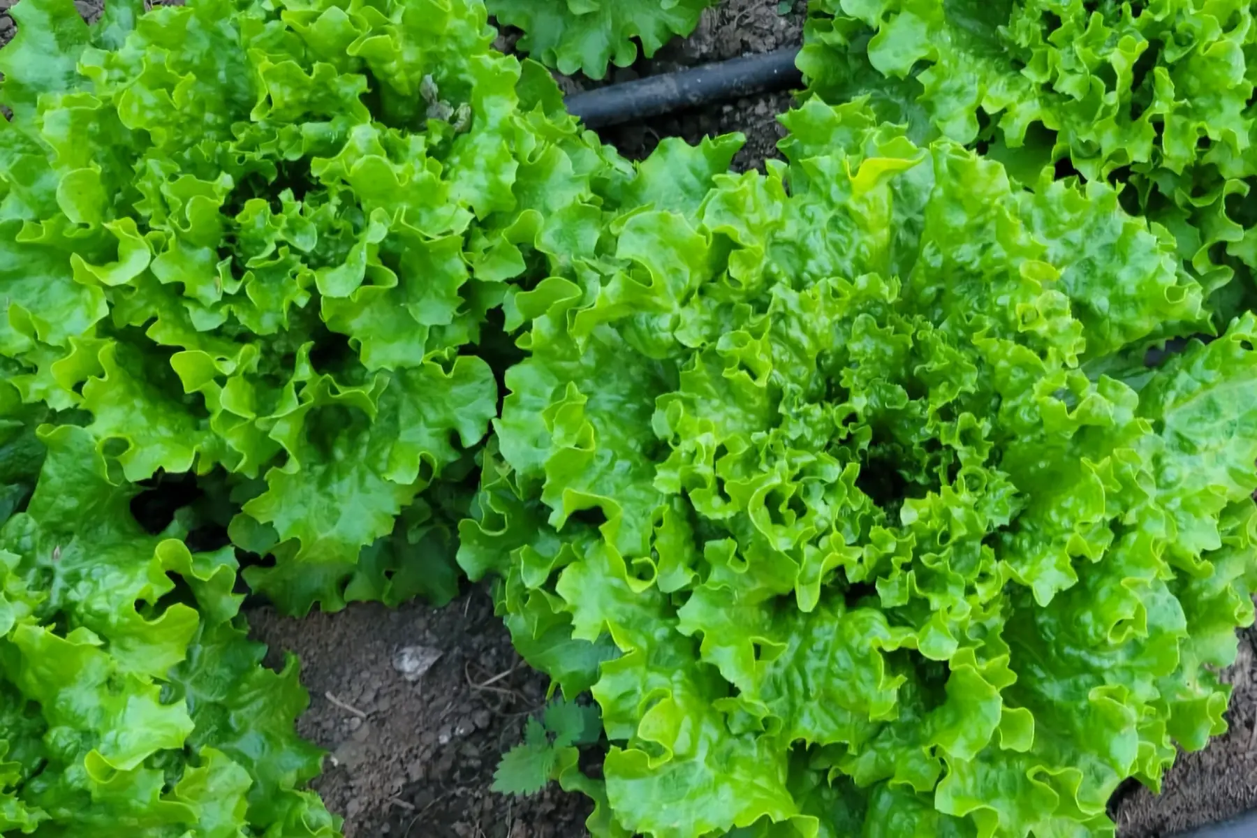 Salade batavia bio