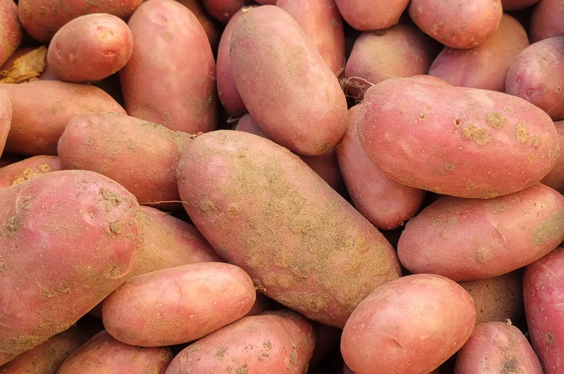 pomme de terre bio - variété chérie (ferme)