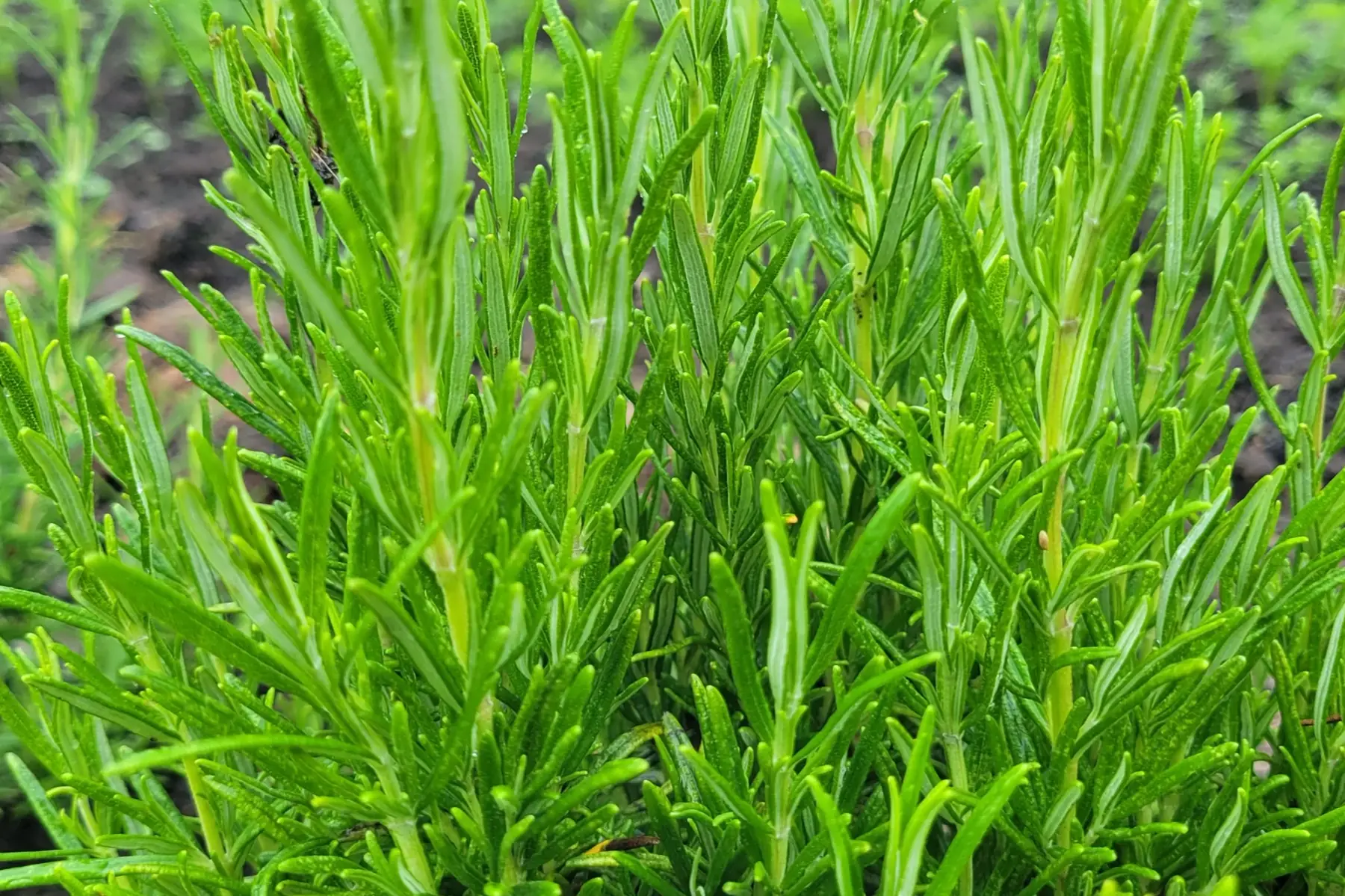 Bouquet de romarin bio