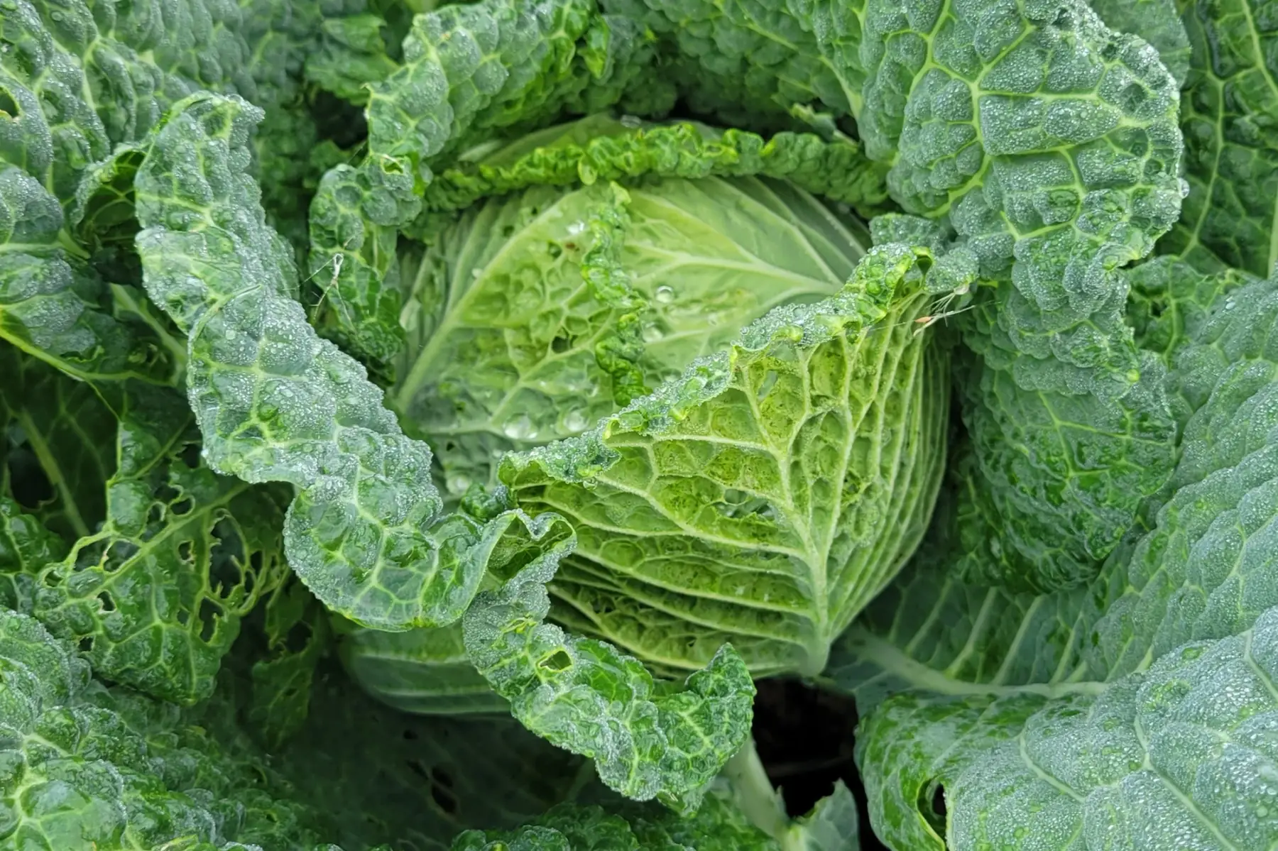 chou vert frisé bio