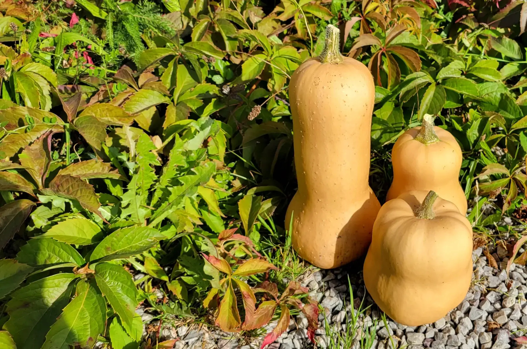 butternut bio