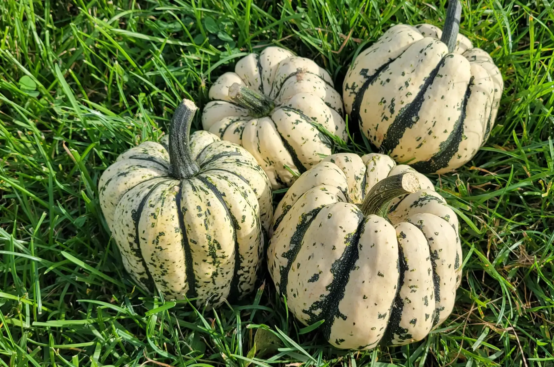 patidou bio