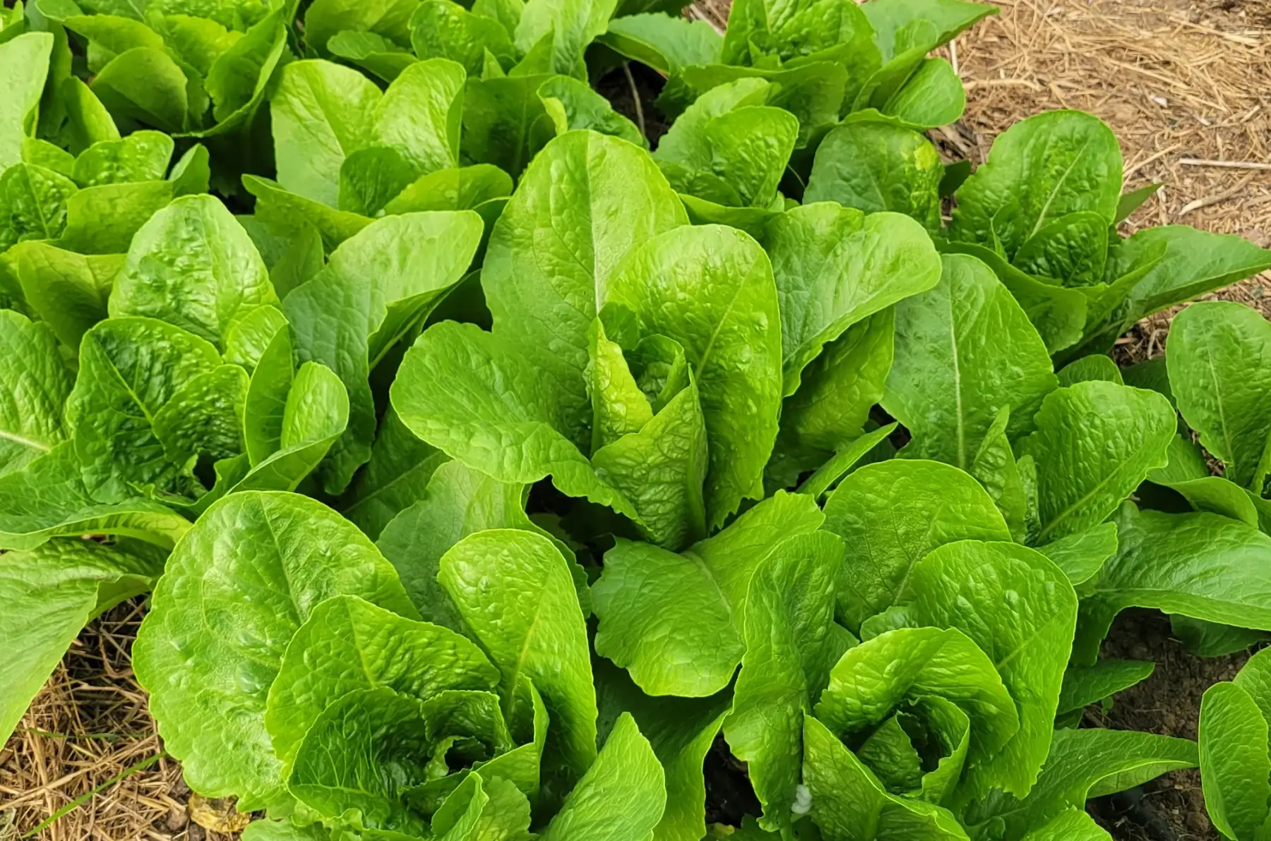 Salade sucrine romaine bio