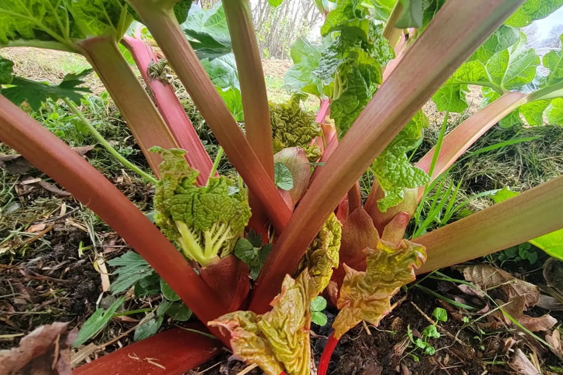 rhubarbe bio
