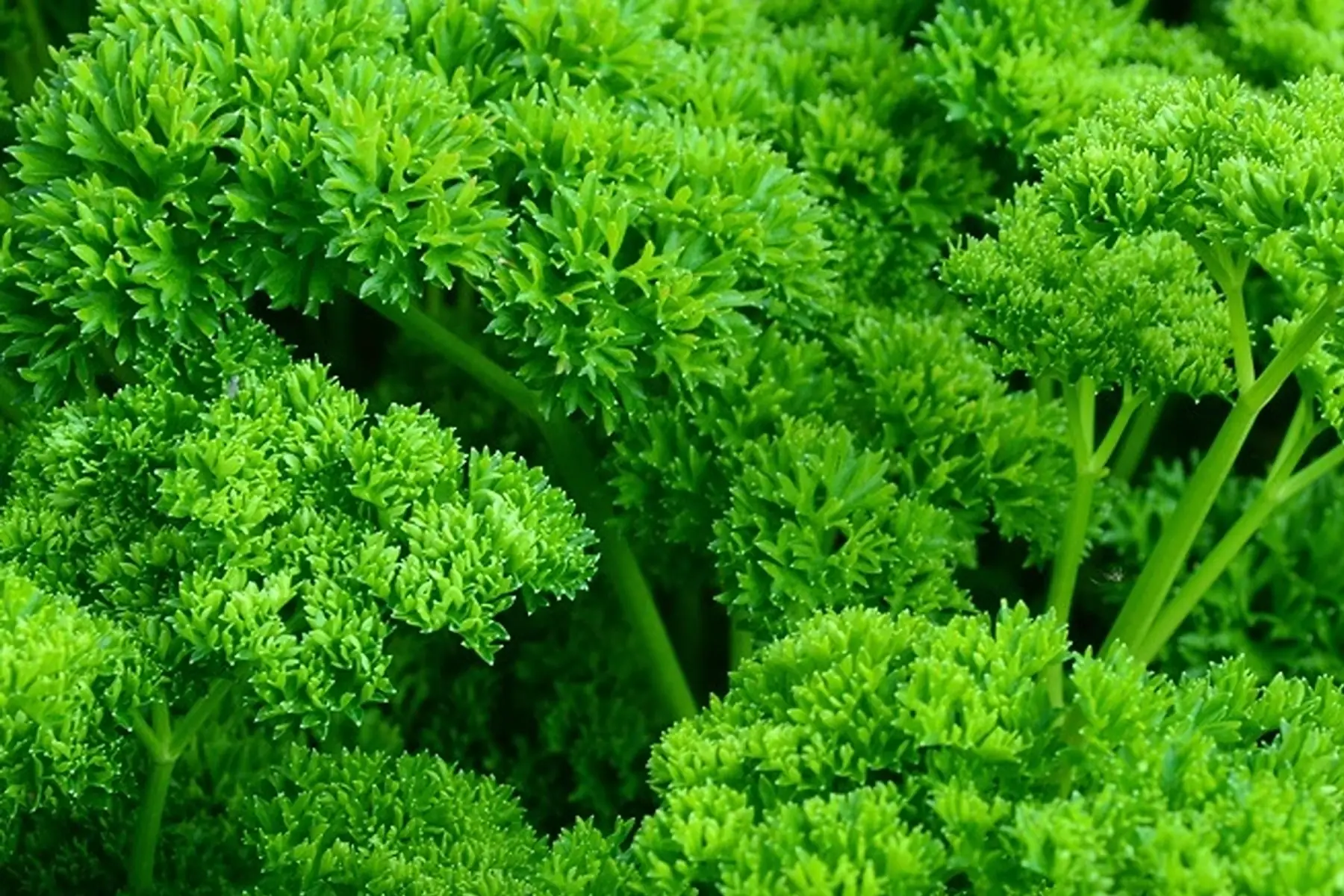 Bouquet de persil frisé