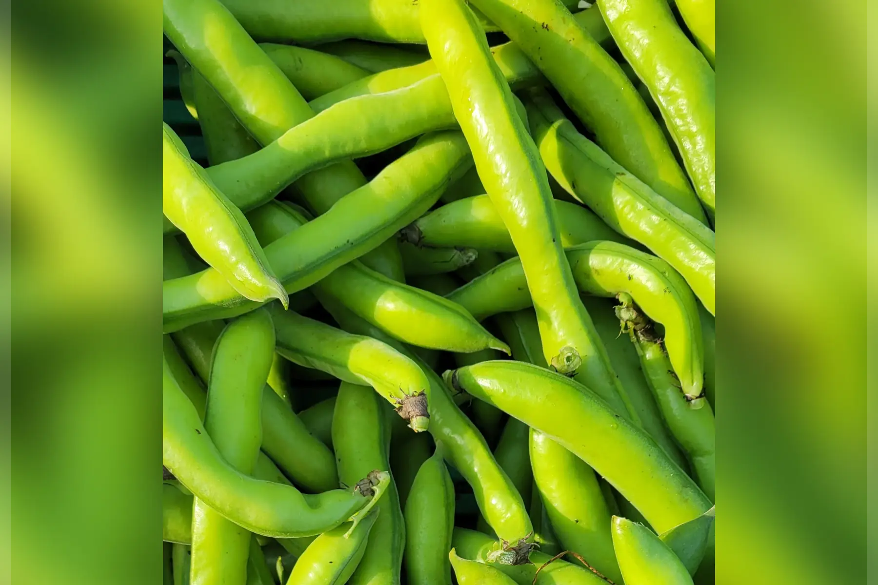 fèves bio