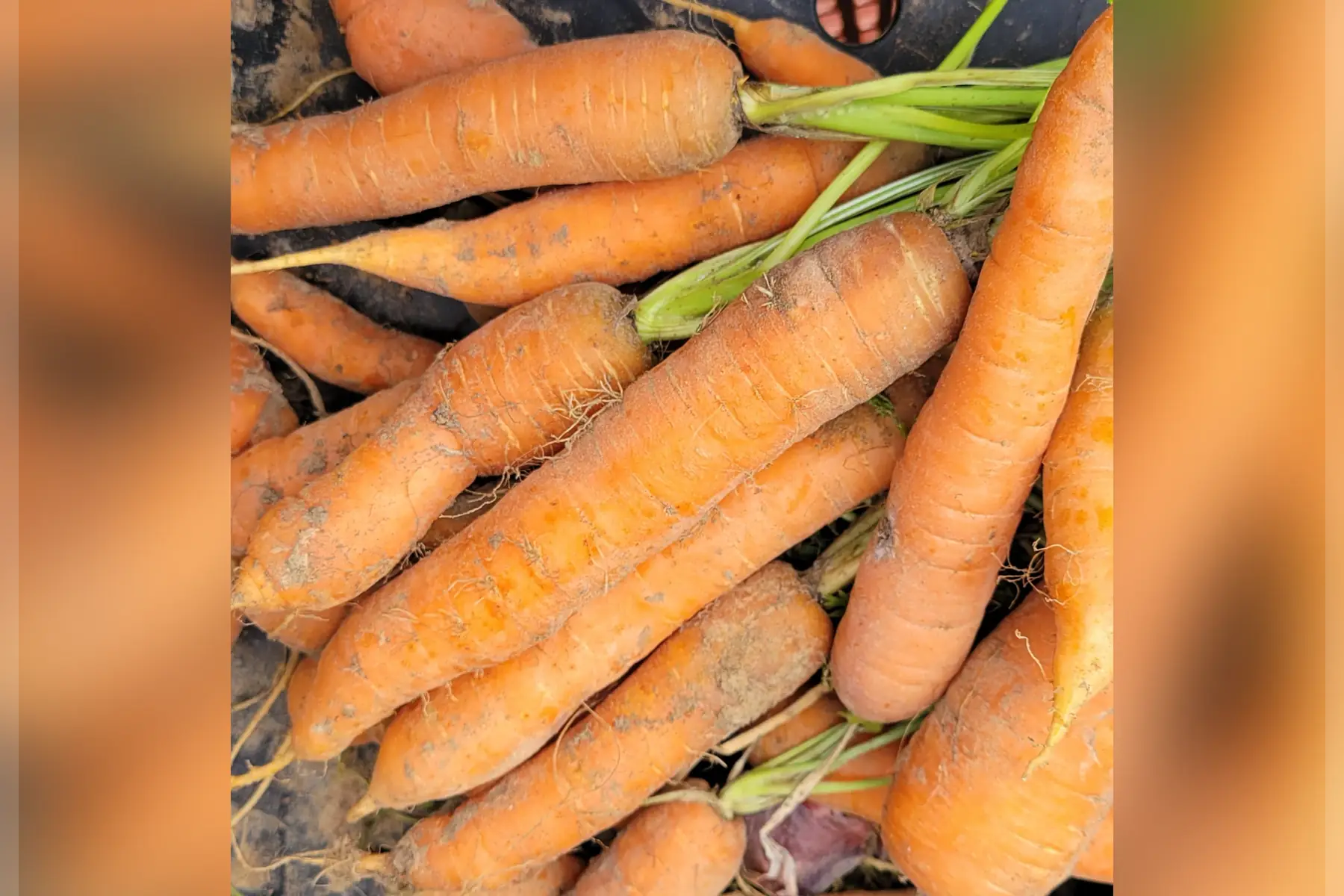 carottes vrac