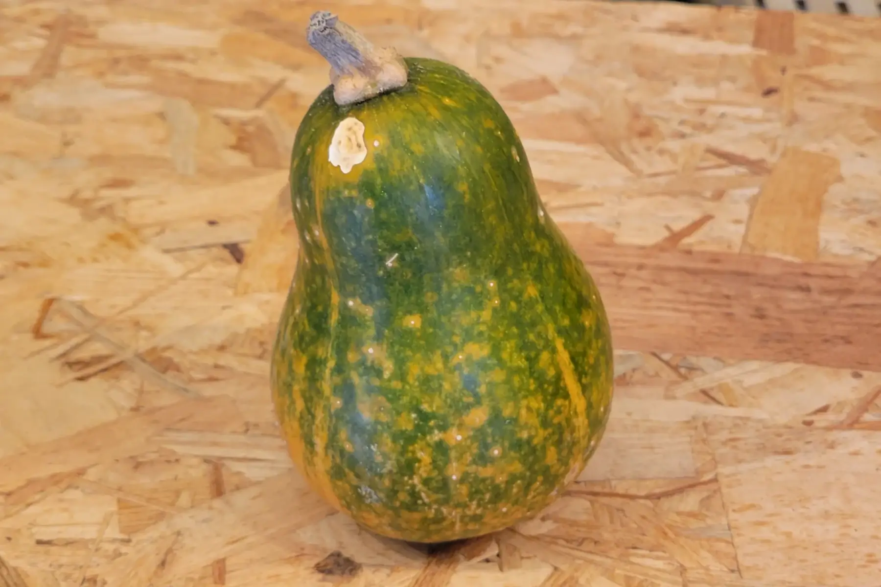 courge sucrine du berry bio