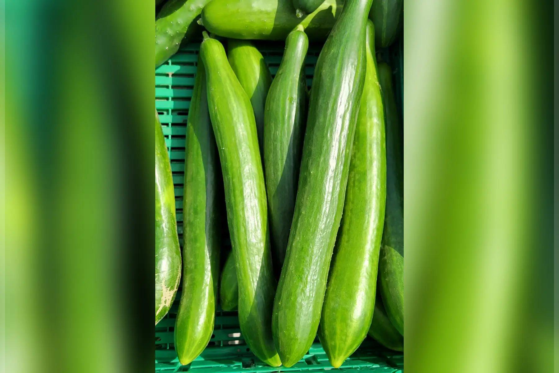 concombre long bio