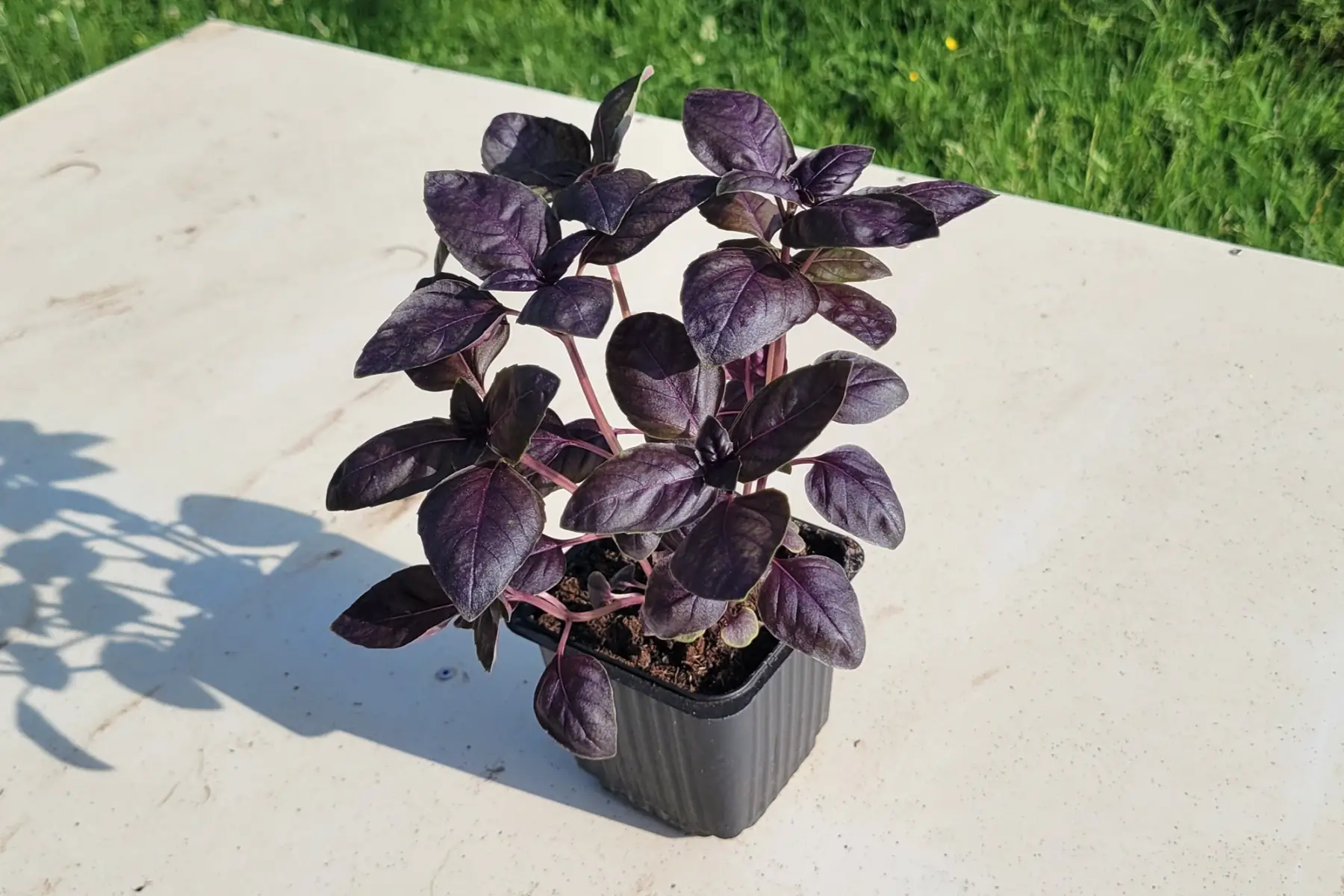 basilic pourpre en pot
