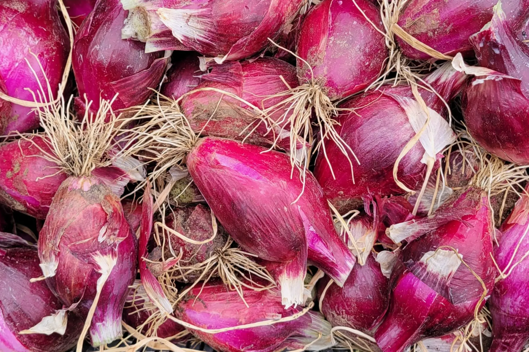 oignons rouges frais