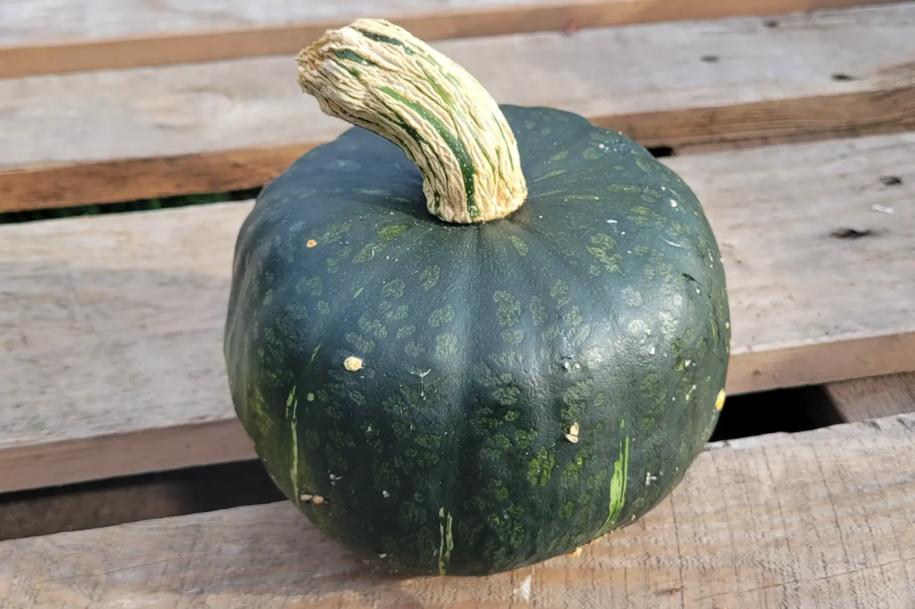 potiron buttercup bio