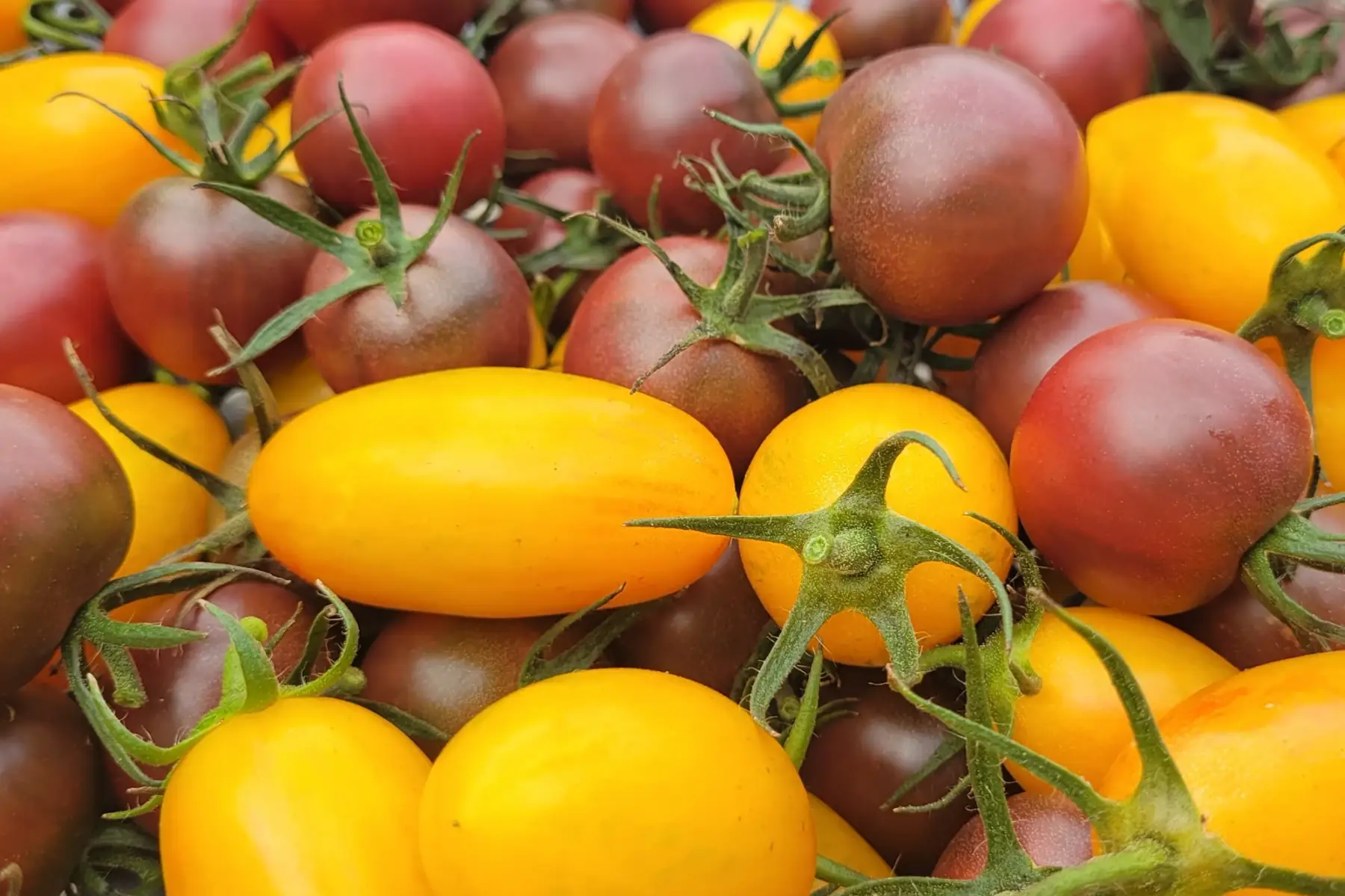 tomates cerises en mélange