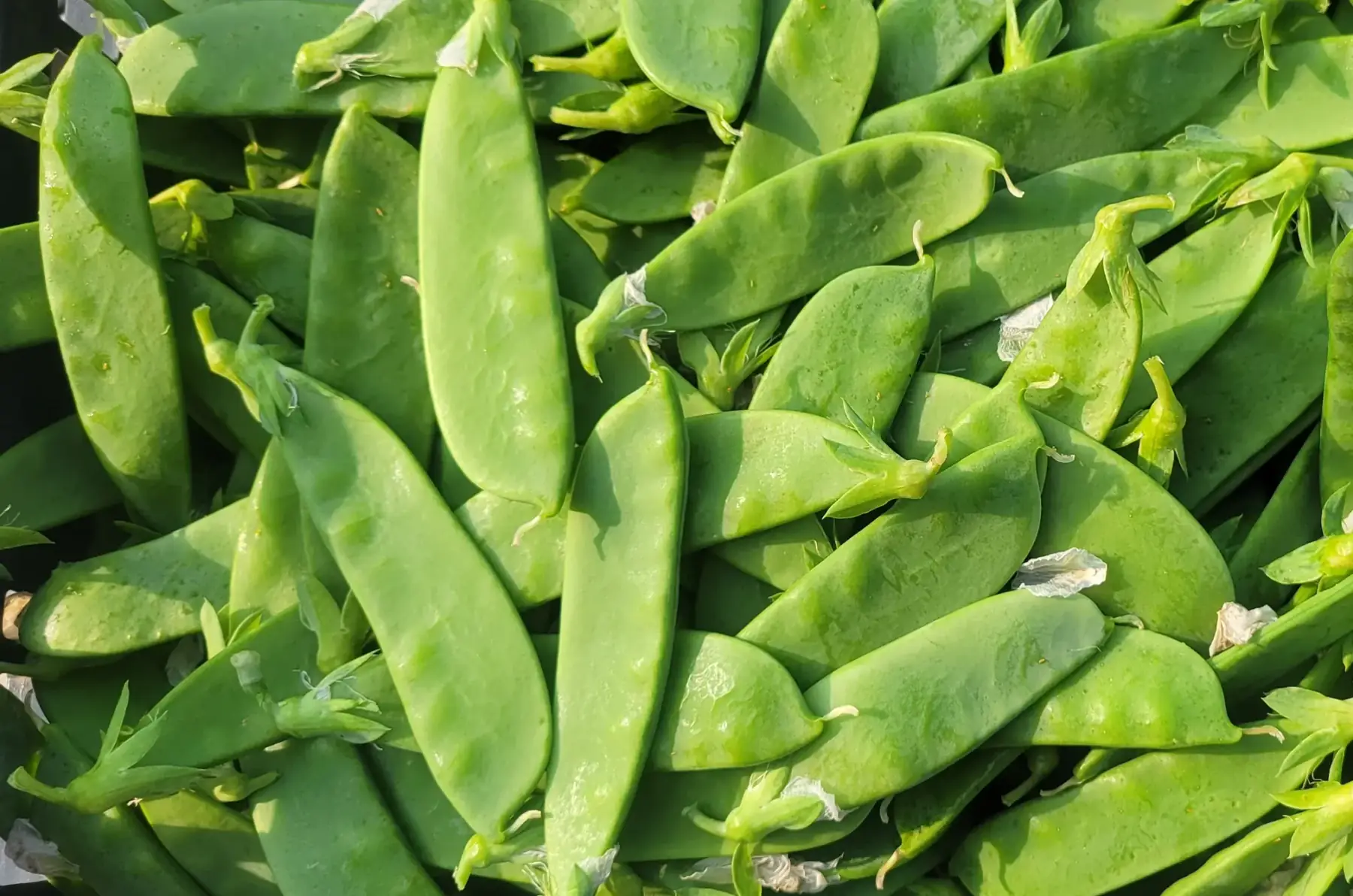pois mangetout bio