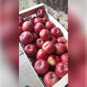 LE VERGER DES ROCHES