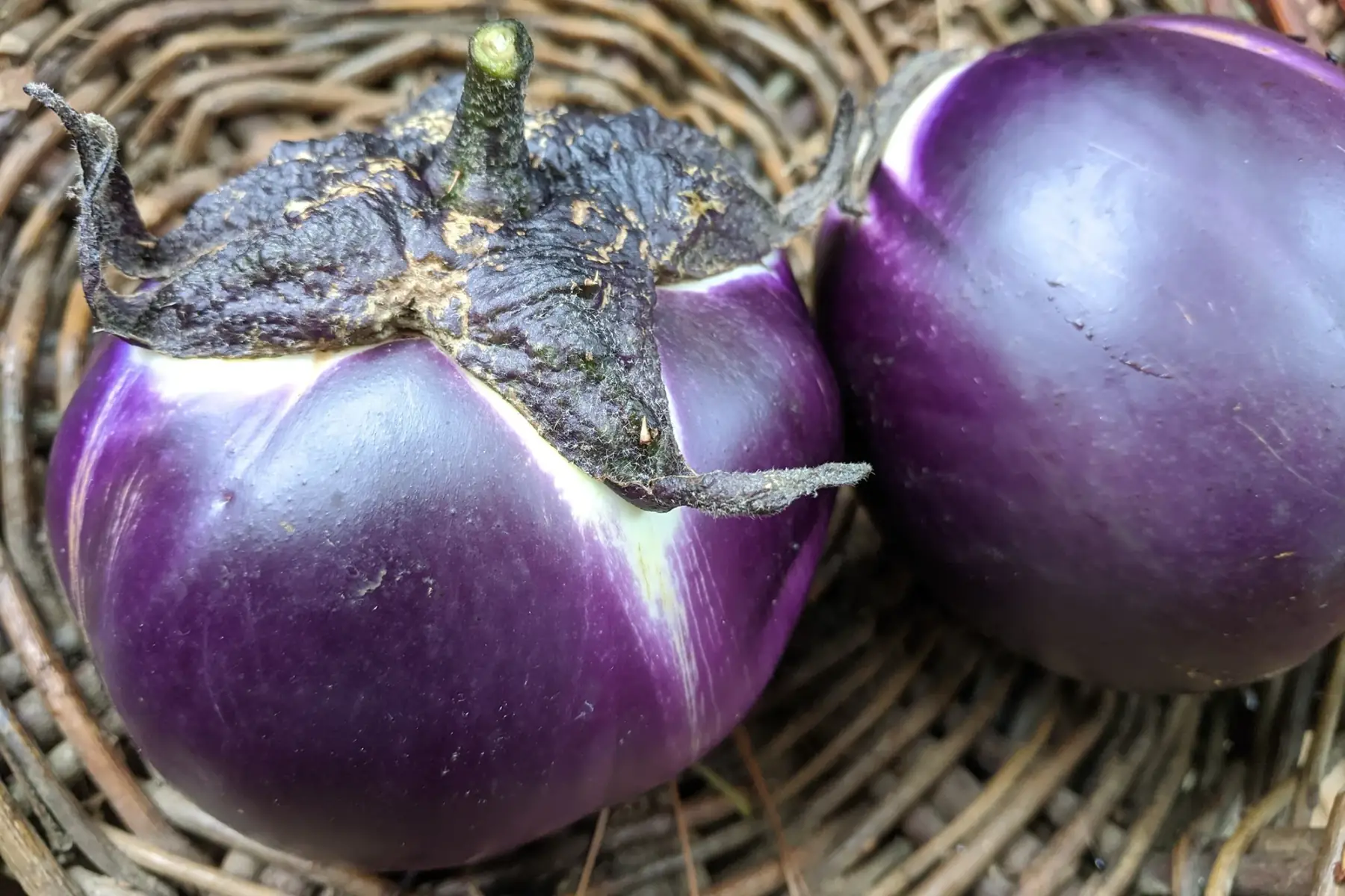 aubergine