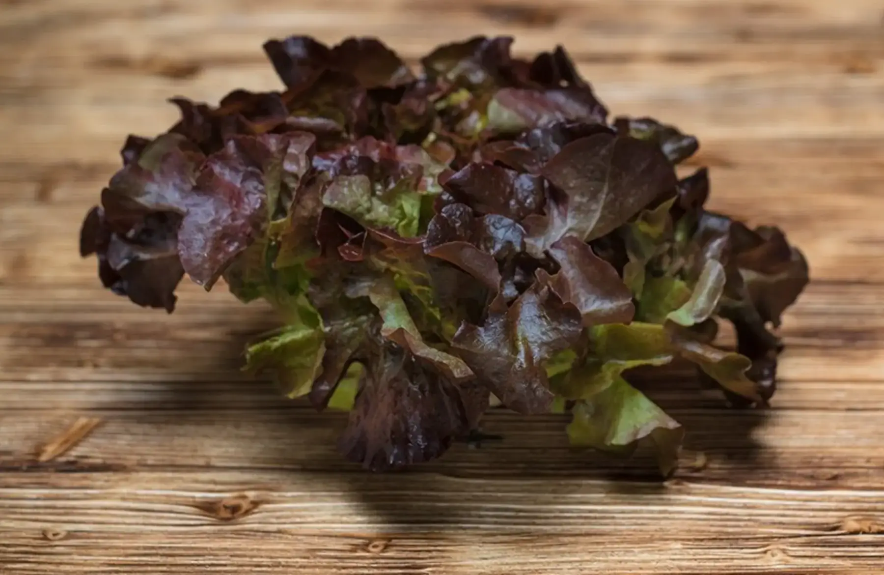 salade feuille de chéne rouge